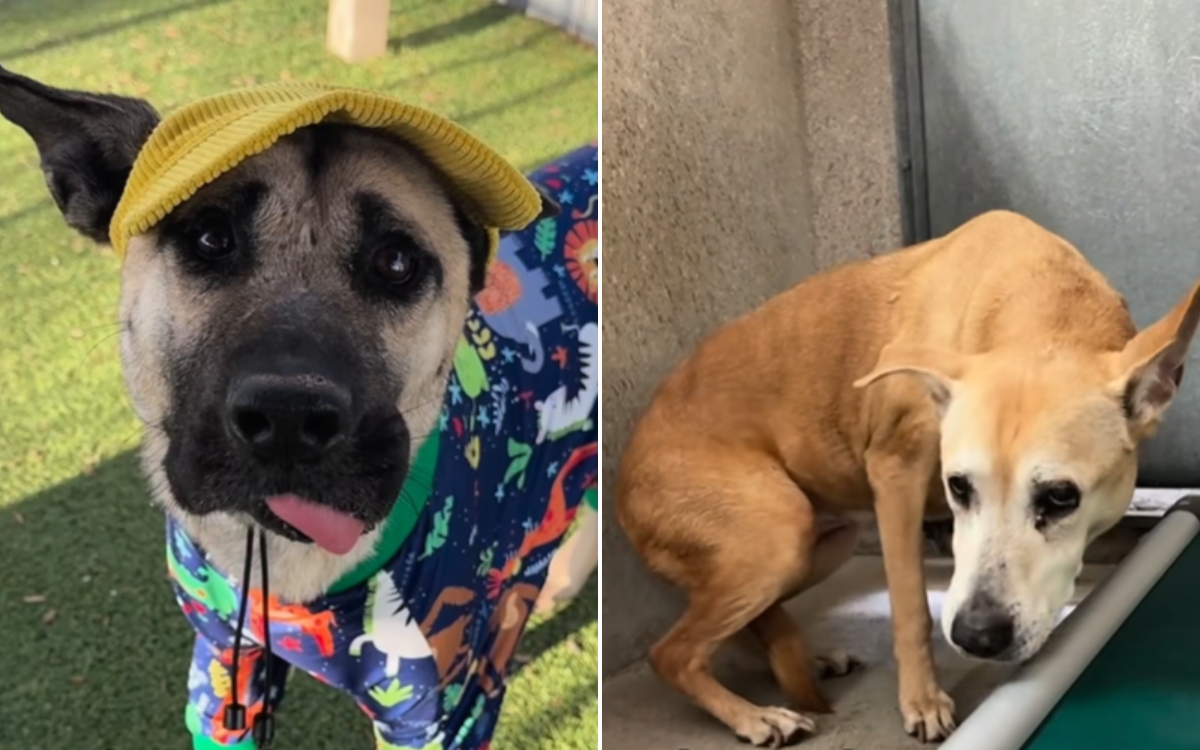 Two Senior Shelter Dogs Ignored By Visitors Find Comfort In Unlikely Place