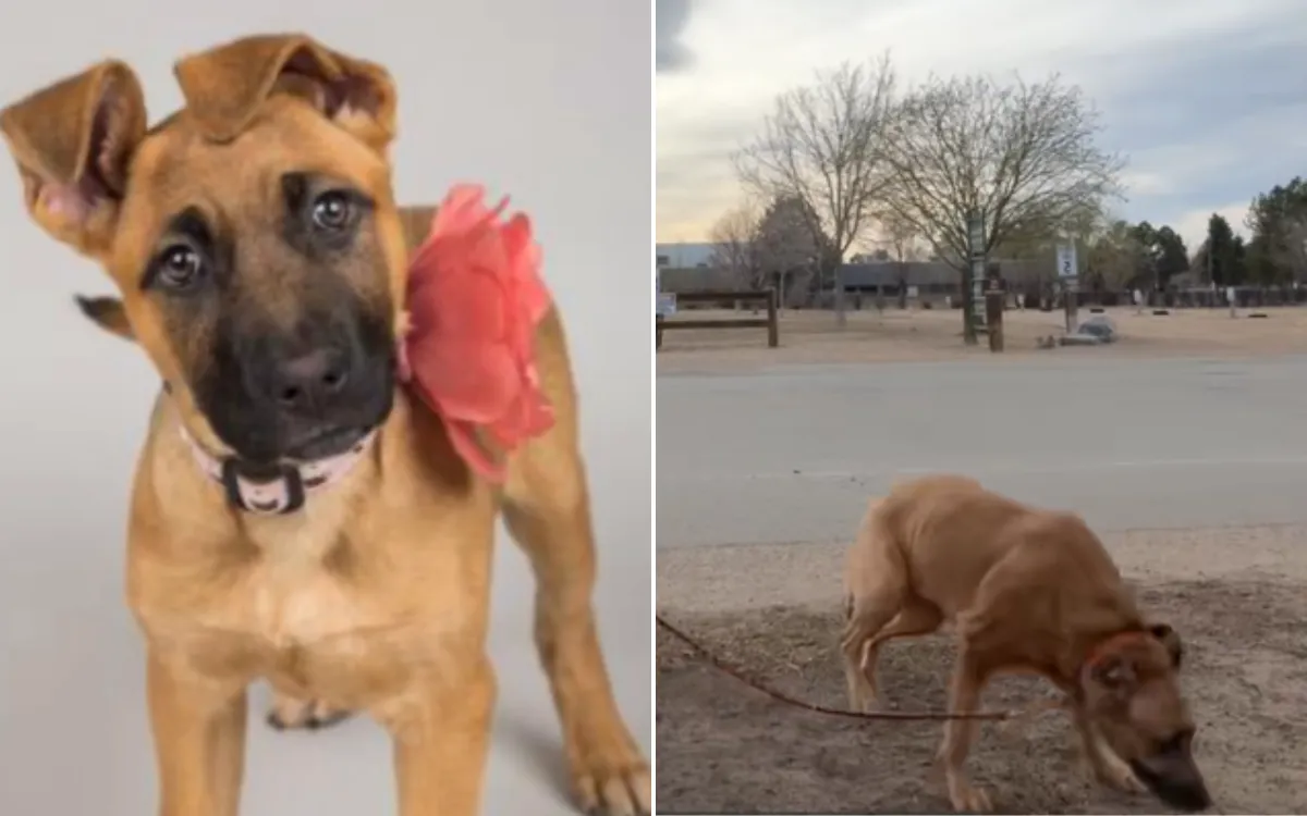 Puppy Adopted From Shelter, Doesnât Understand Why Sheâs Back 7 Years Later