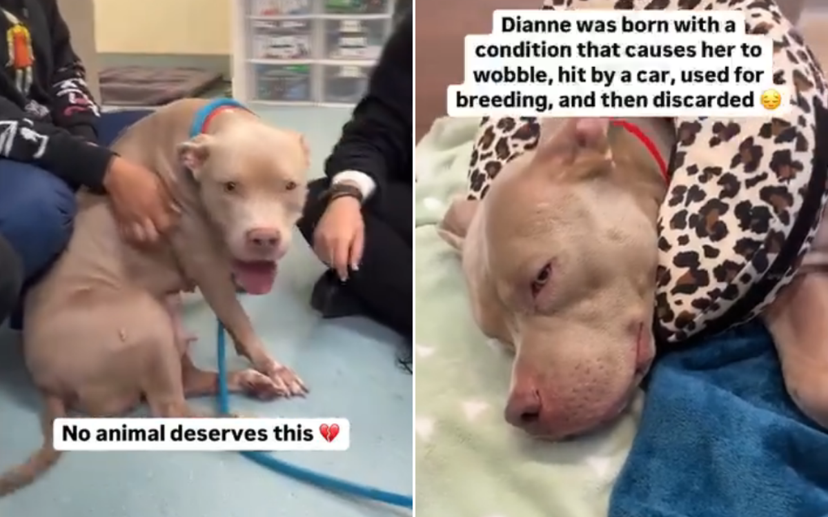 Tears As Dog With ‘Wobble’ Who Was Hit by Car And Used for Breeding, Dumped