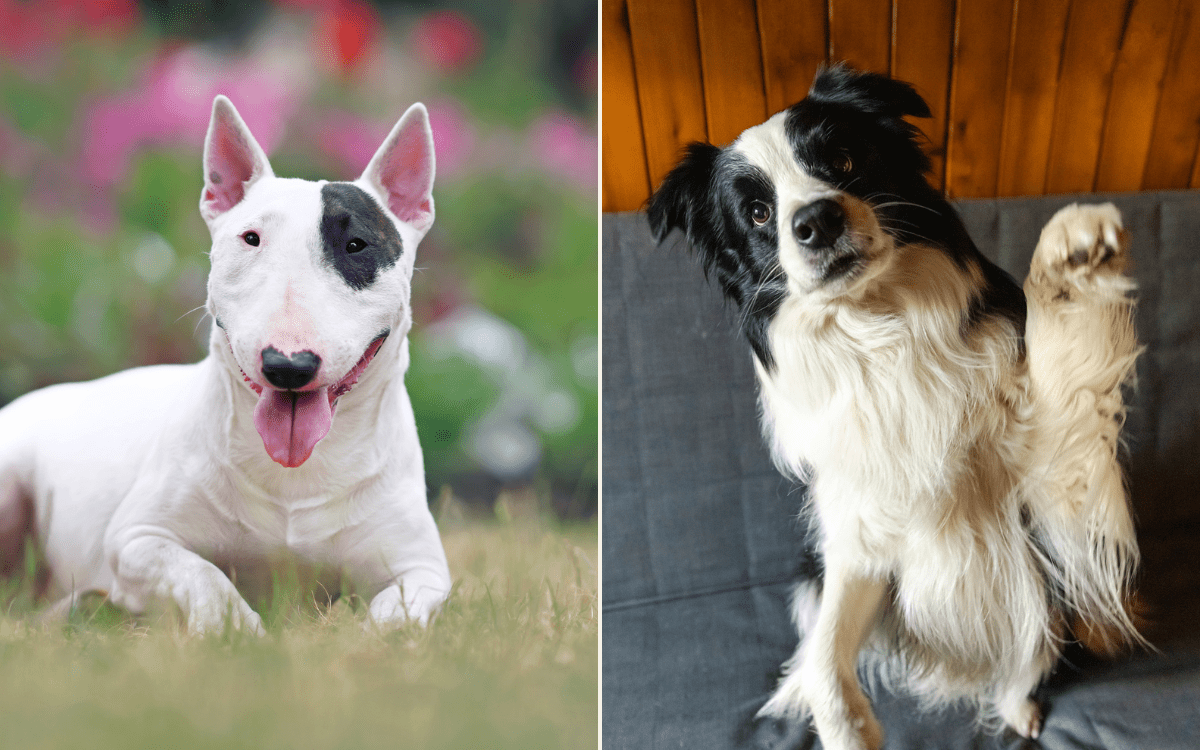 English Bull Terrier and Border Collie Have Puppy, Results Are Incredible