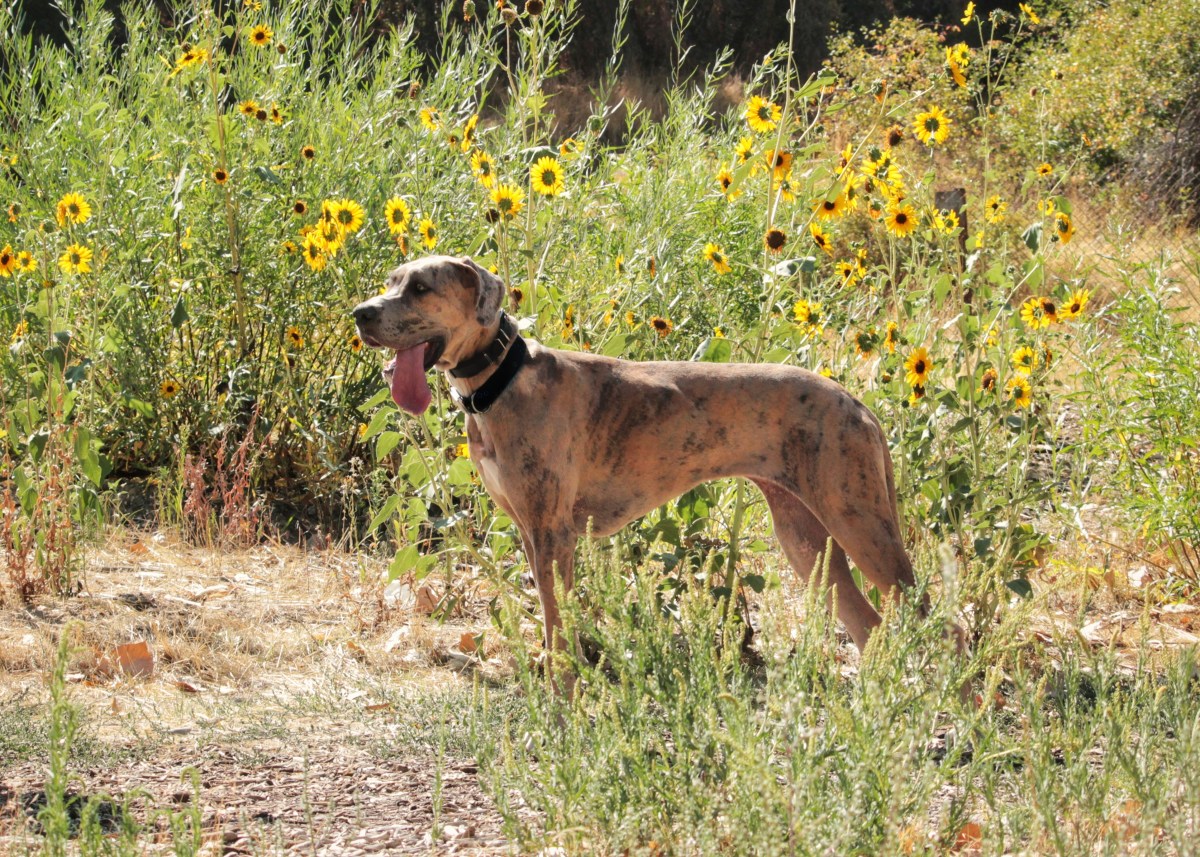 From Neglect to Joy: Ruby the Great Dane Learns to Play