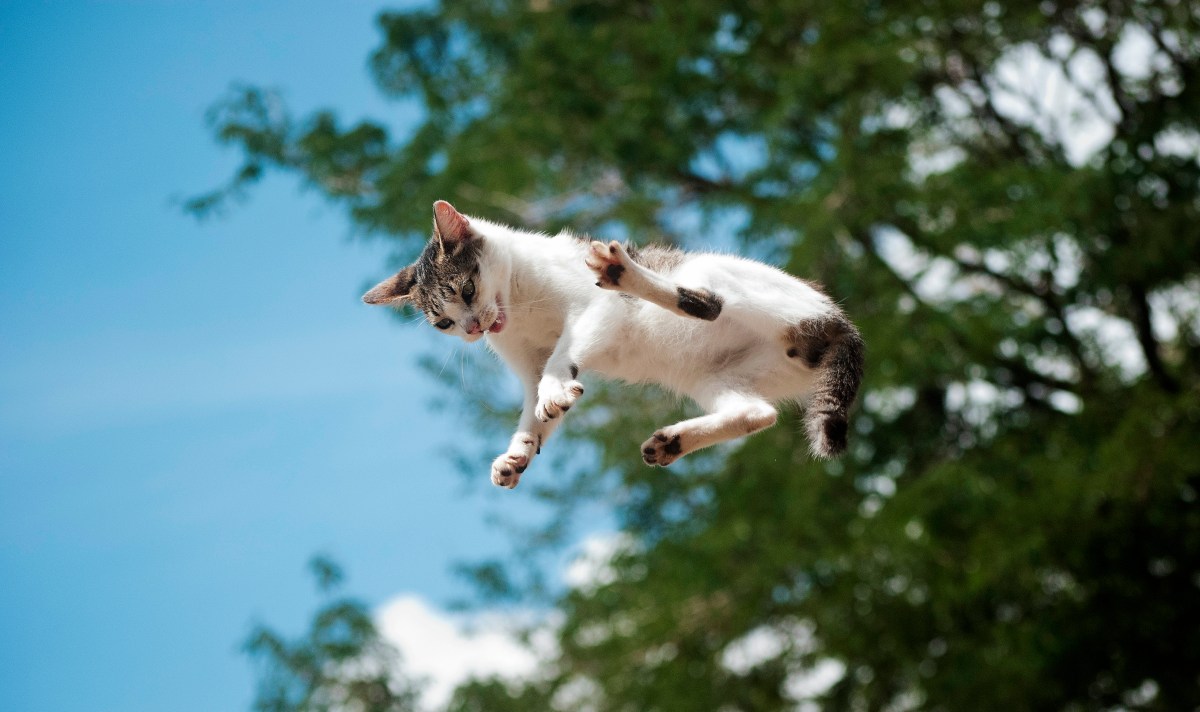 Unraveling the Secrets: Why Cats Always Land on Their Feet