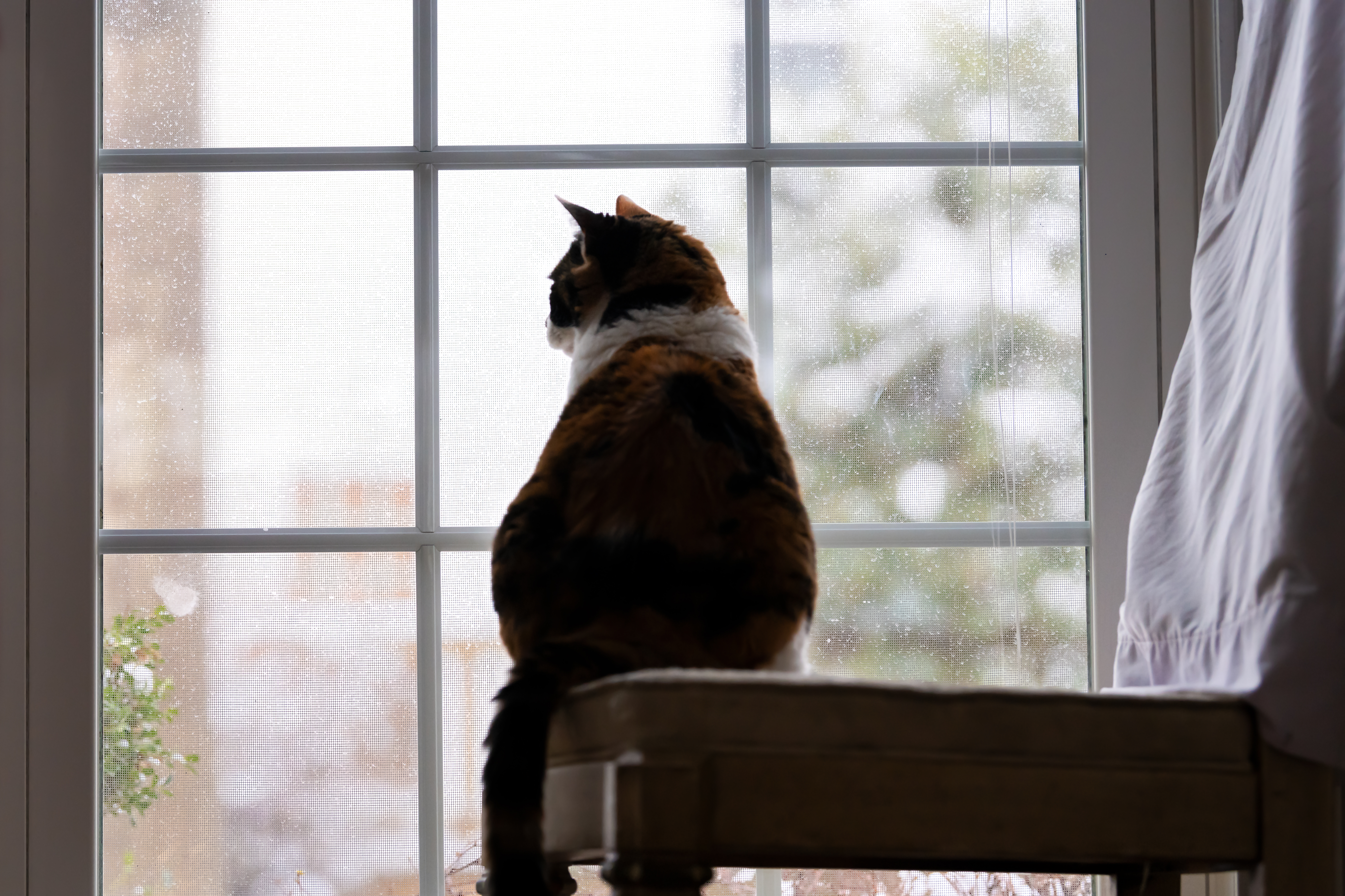 What Really Happens to a Cat’s Brain When They Never Go Outside