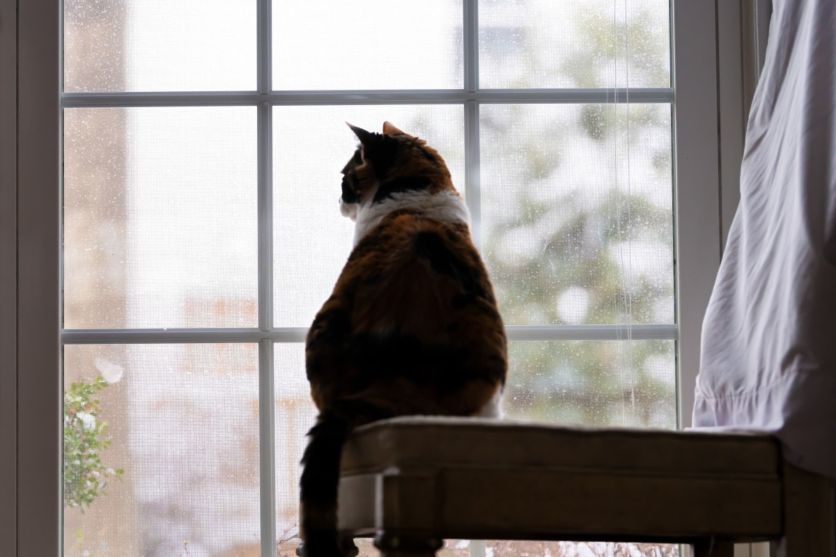 What really happens to a cat’s brain when they never go outside