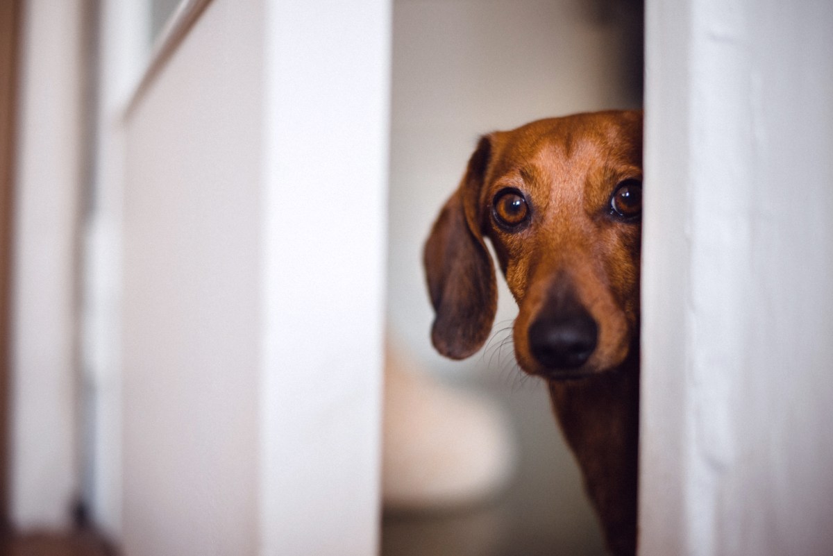 What Dachshund does when he wants to come inside has internet in stitches