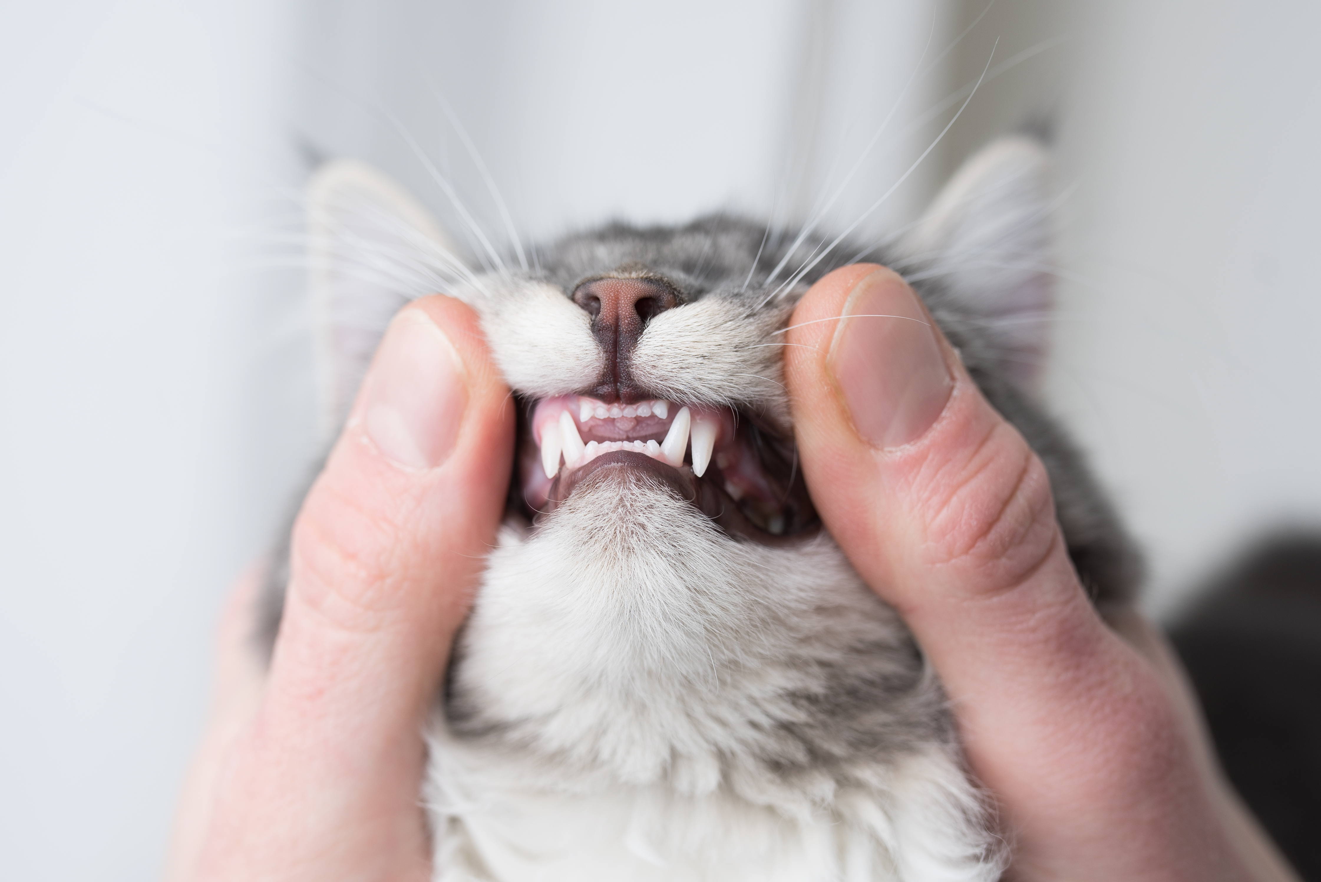 Kitten Loses First Tooth, Then the ‘Tooth Fairy’ Leaves a Present