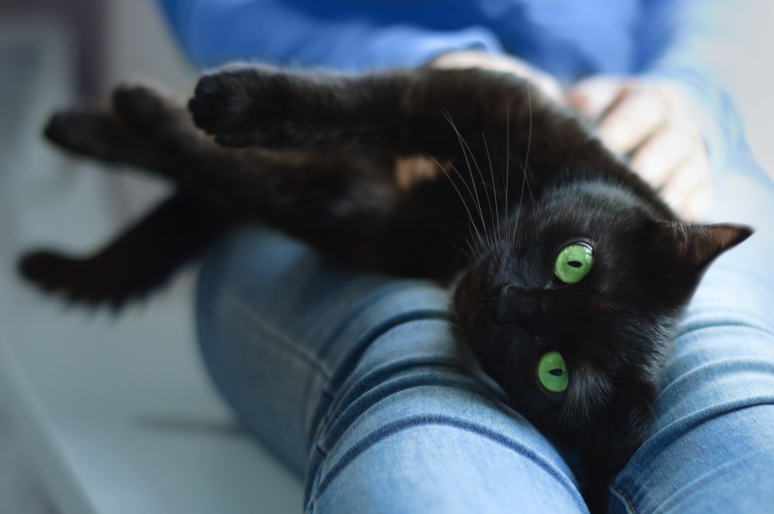 Woman Gets Cat Thinking It Would Be 'Independent'—Quickly Realizes Mistake