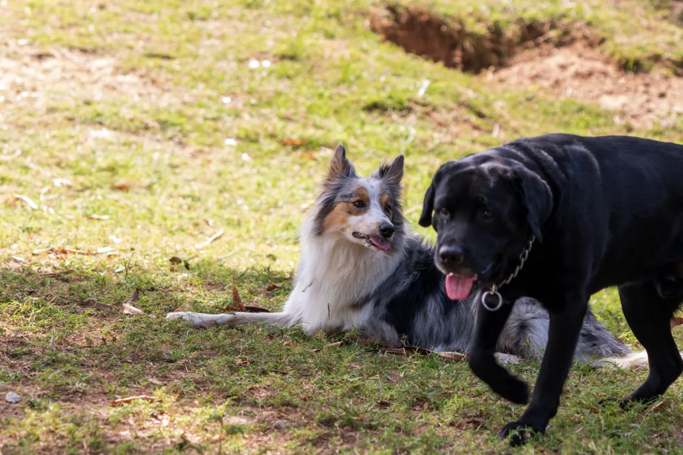 Labrodor R Border Labrador and Border Collie Have Puppies, Hearts Melt at Result - Newsweek