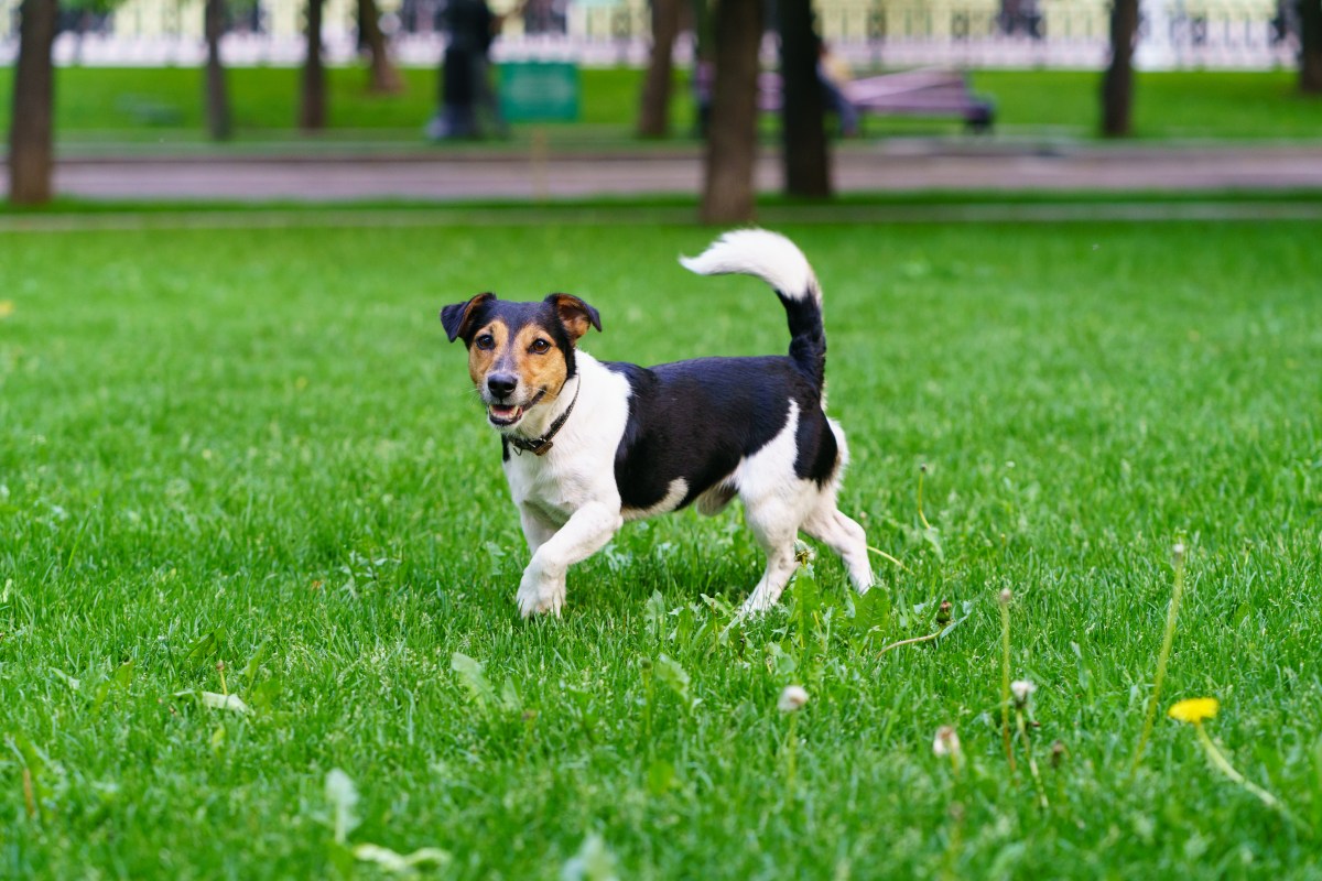 Owner Rescues 12LB Puppy, Expects Jack Russell Mix—DNA Test Says 'All Big'
