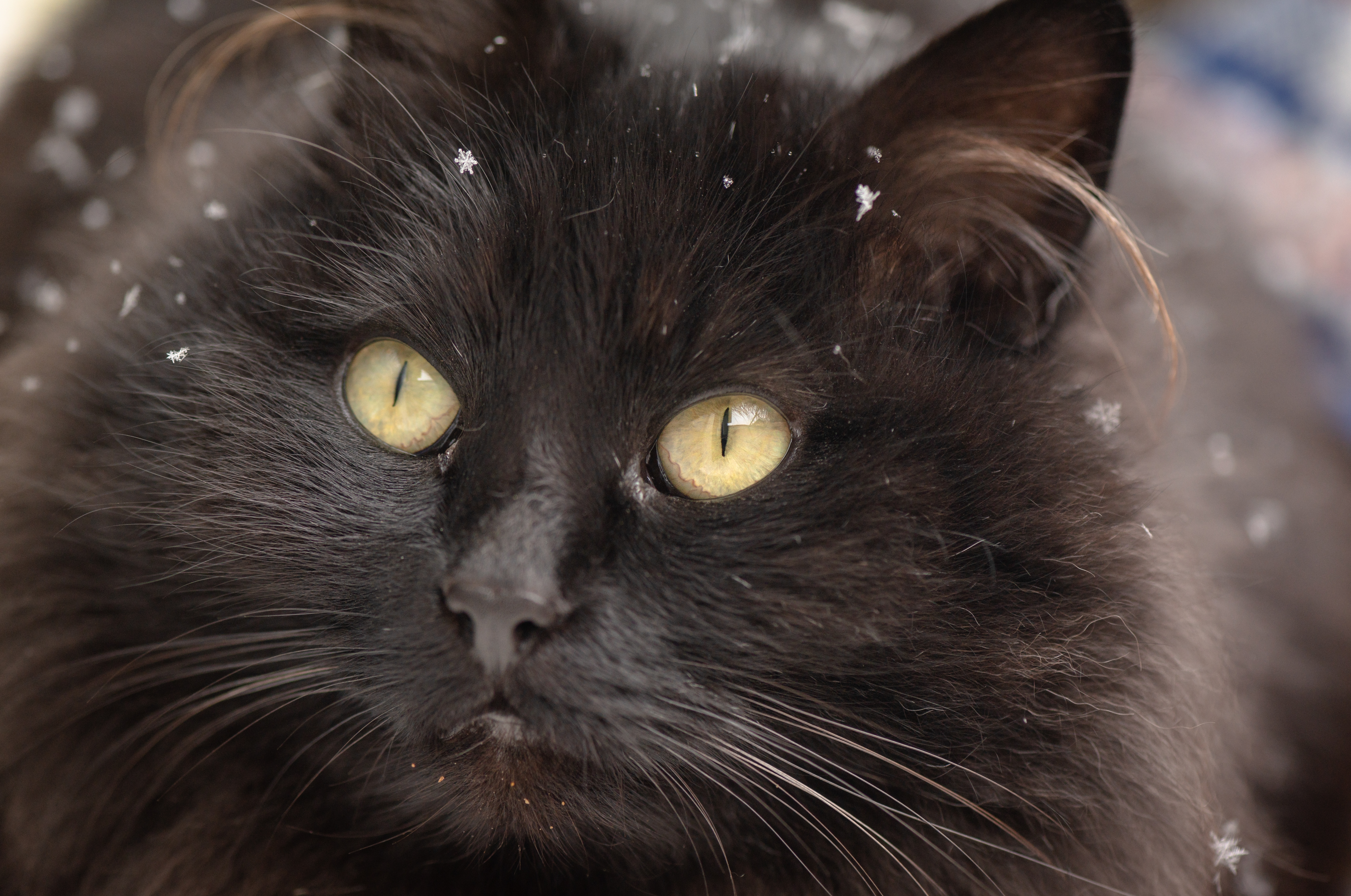 How Cat Reacts to Snow Coming Through Window Melts Hearts: ‘Core Memory’