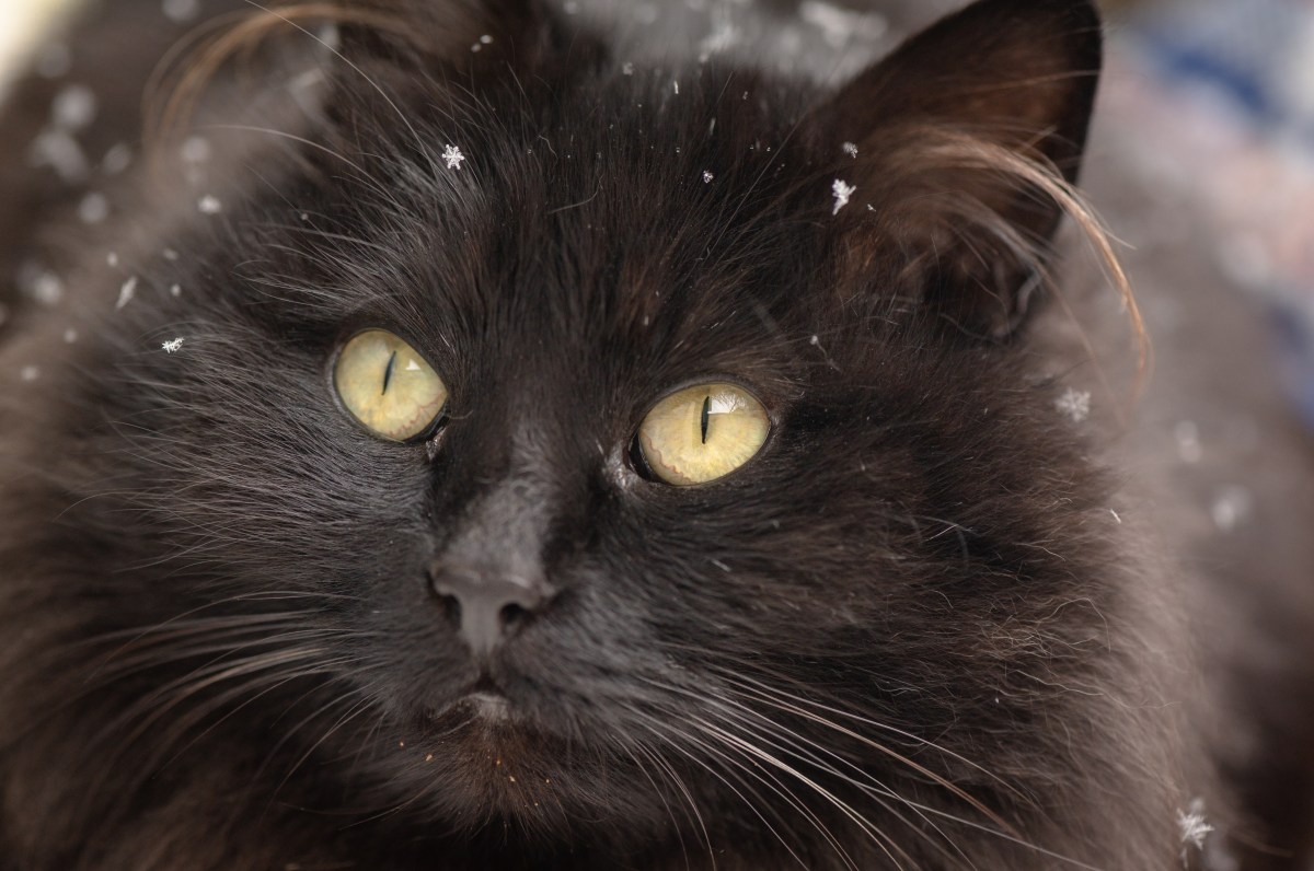 How Cat Reacts to Snow Coming Through Window Melts Hearts: ‘Core Memory’