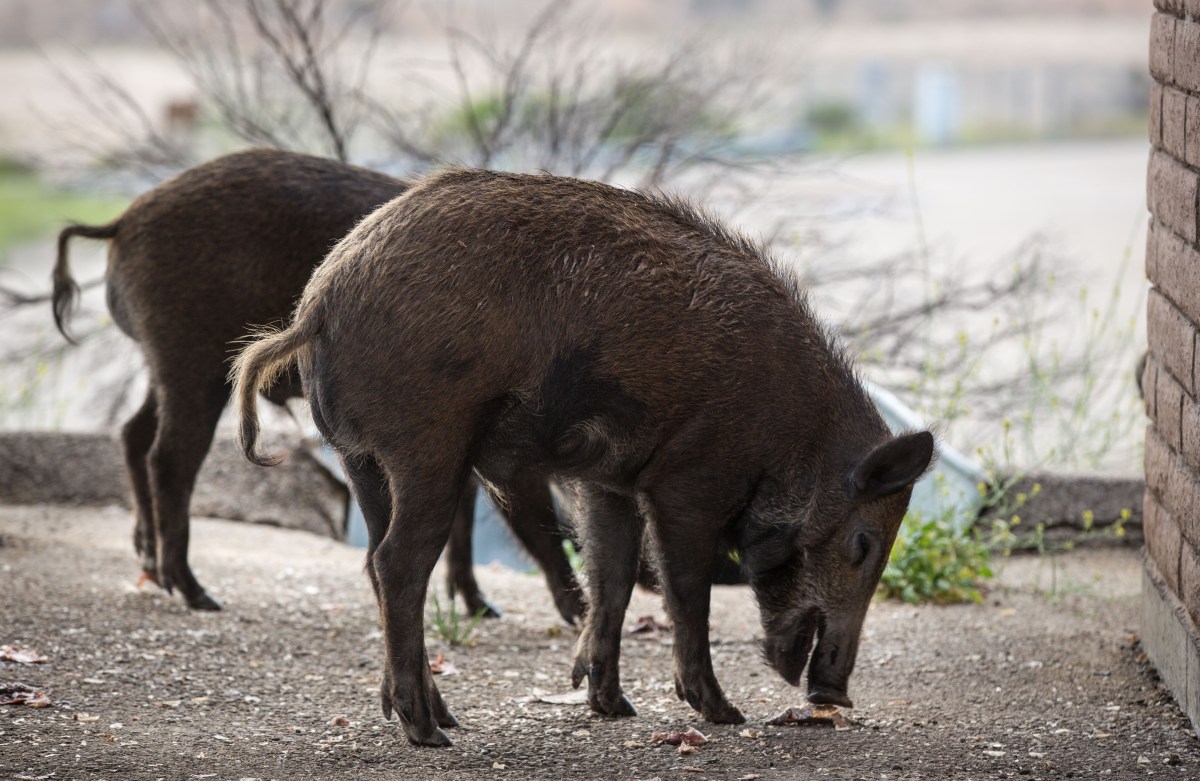 USDA's Pigs Warning: A Serious Health Message Lost in Humor