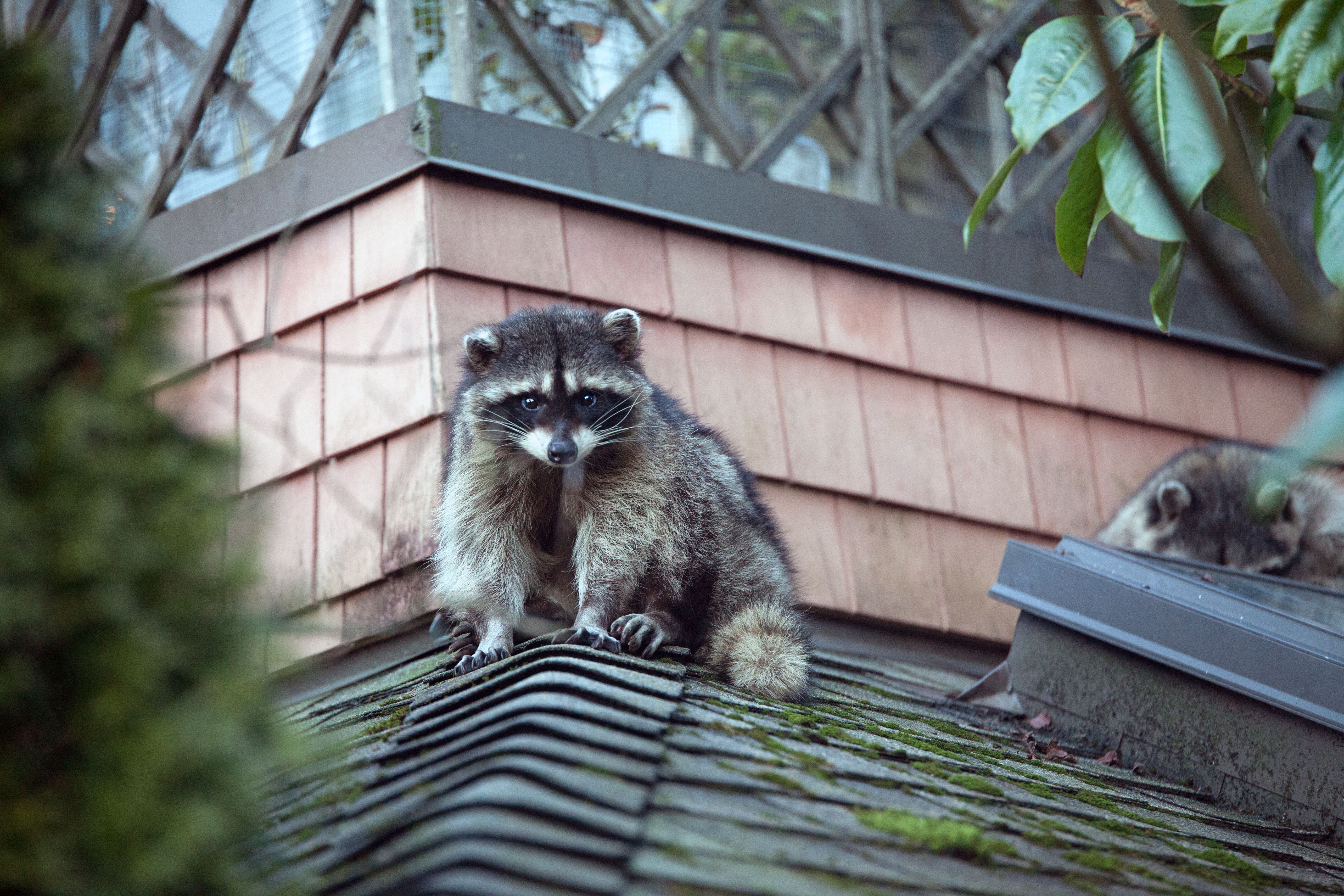 Owning a Pet Raccoon May Be Getting Easier for Millions of People