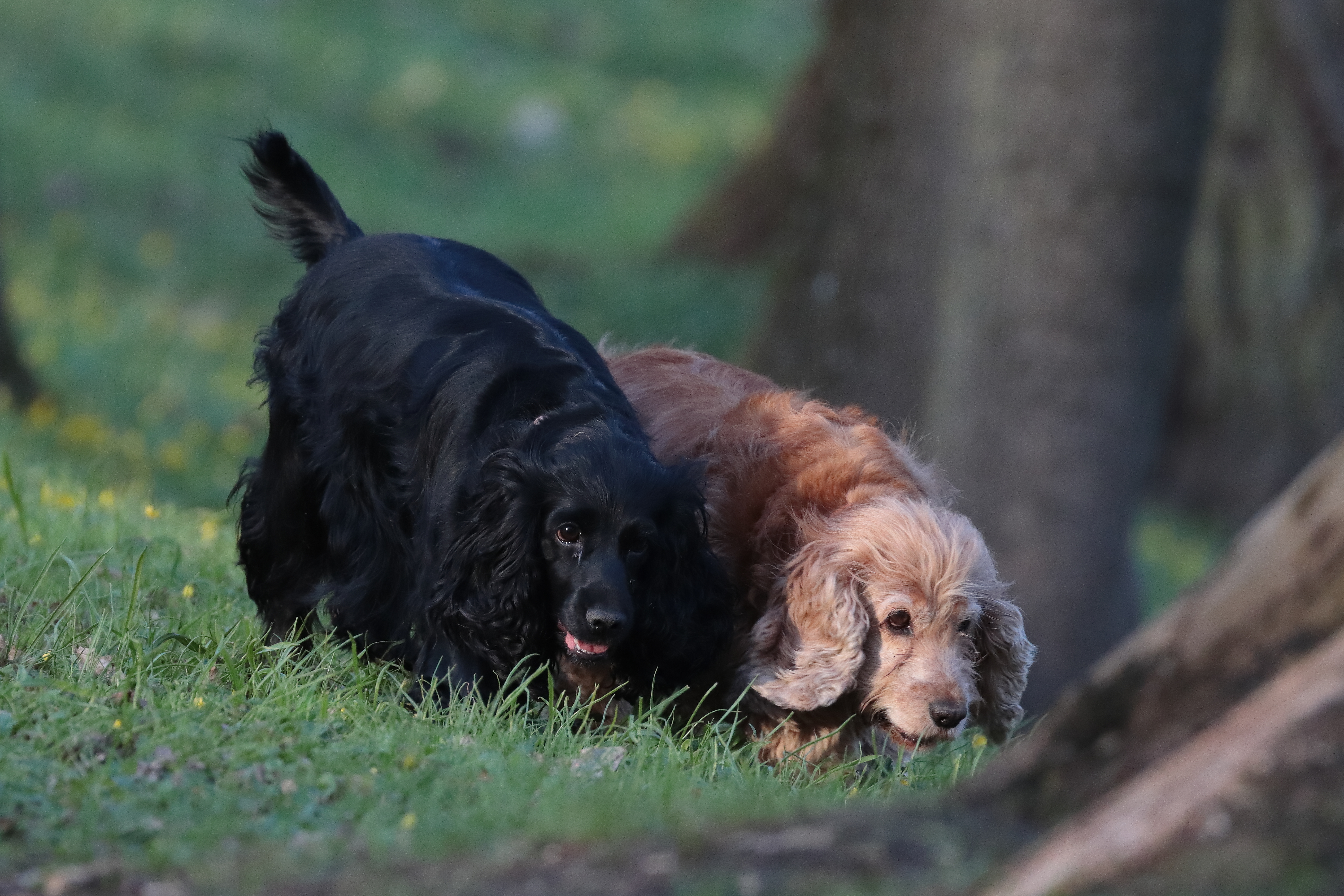 ‘Magical’ Cocker Spaniel Siblings Are Called Soul Mates, You Can’t Unsee It