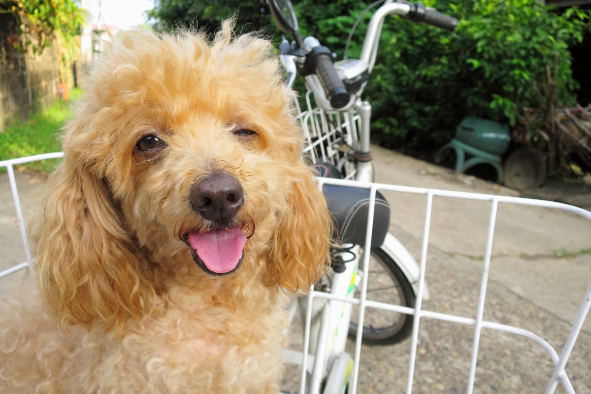 Goldendoodle Struggles To Get Through Door, Hysterics Over What Owner Sees