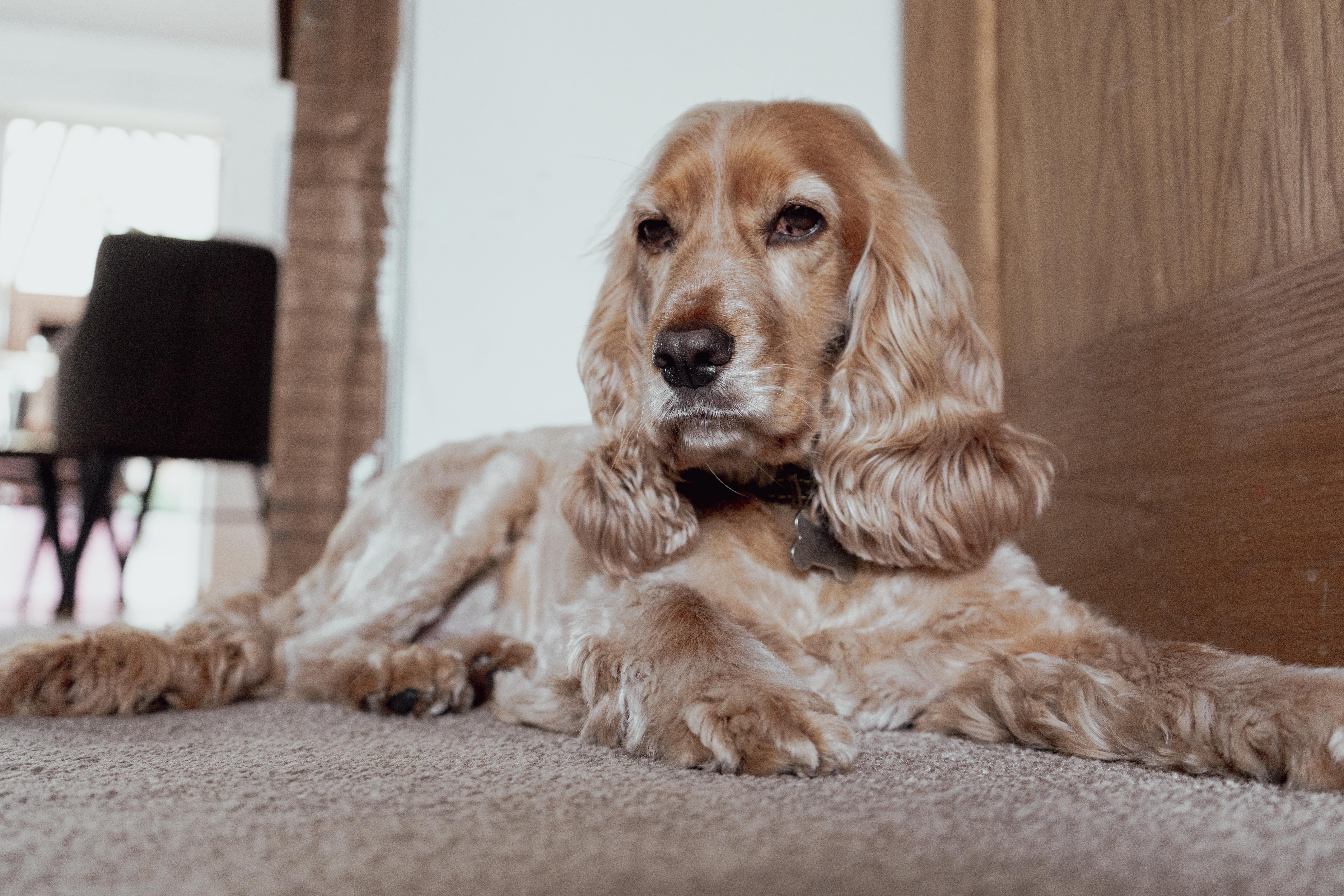 Cocker Spaniel Puppy Has Growth Spurt but There’s One Adorable Problem