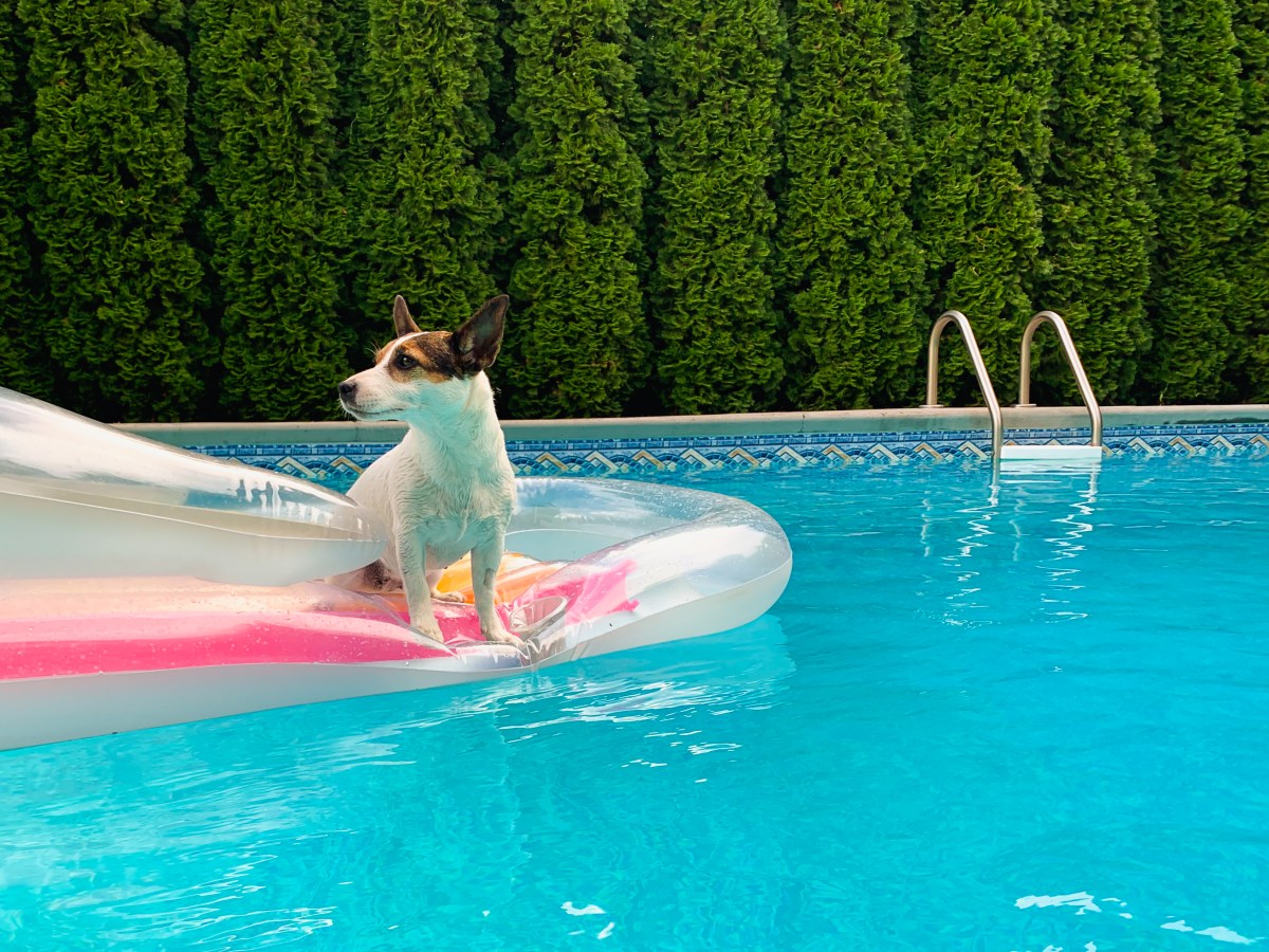 Jack Russell’s Pampered Pastime Sparks Envy Online: ‘Manifesting This Life'