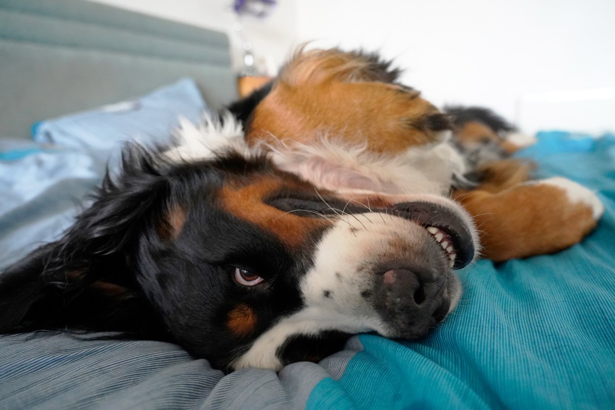 Bernese Mountain Dog Gets Kitten, Hysterics at How Long Before He Notices