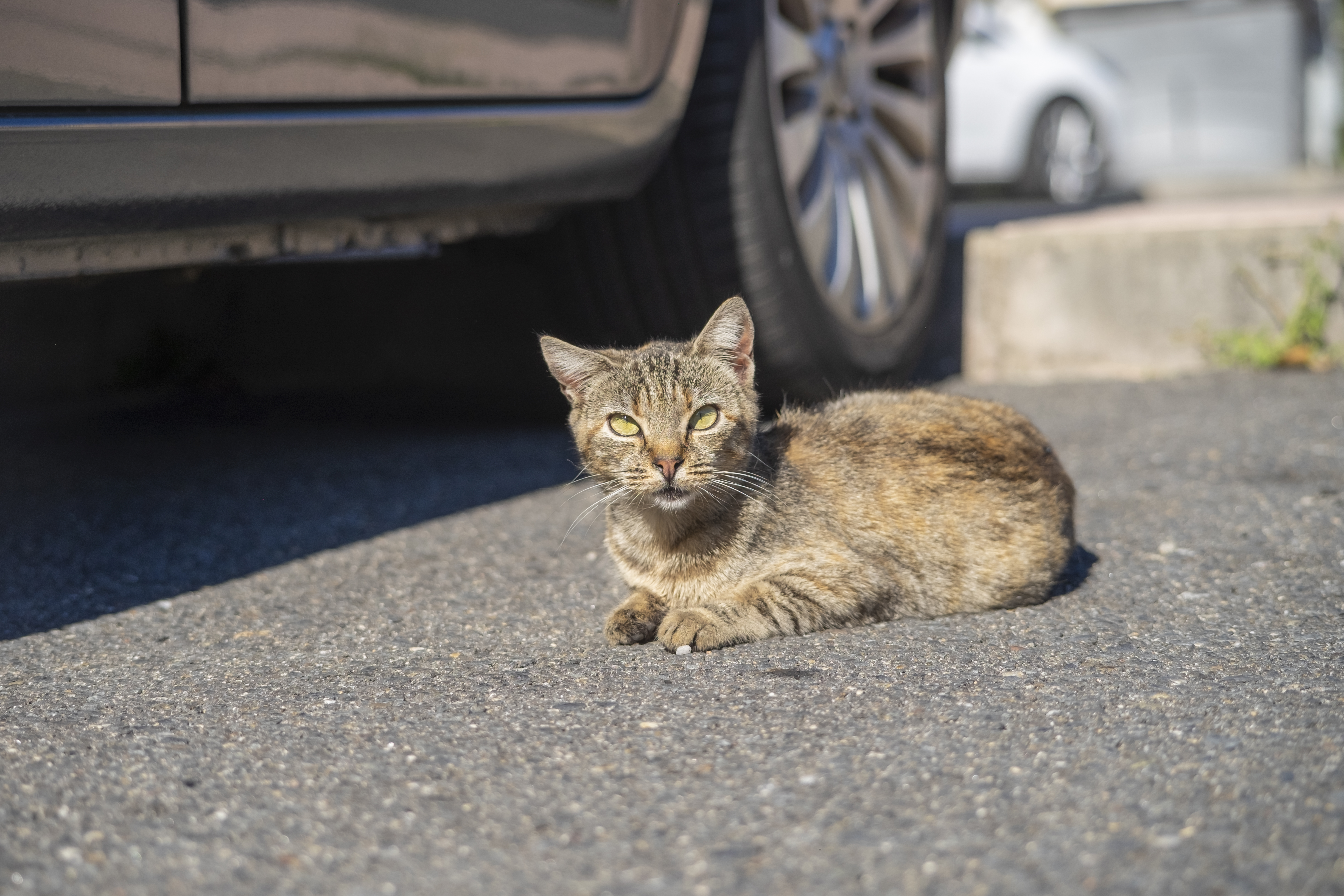 Kitten Found in McDonald’s Parking Lot, Then She Chooses Her Human