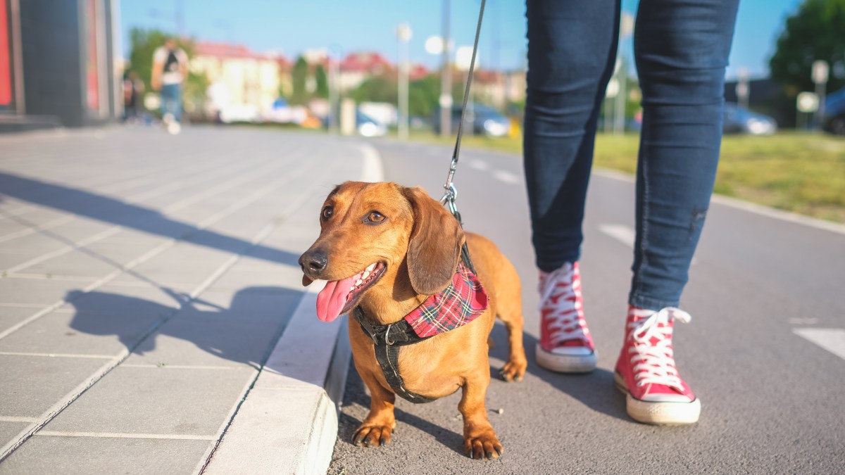 Miniature dachshund "refuses to walk past" one thing—internet in stitches