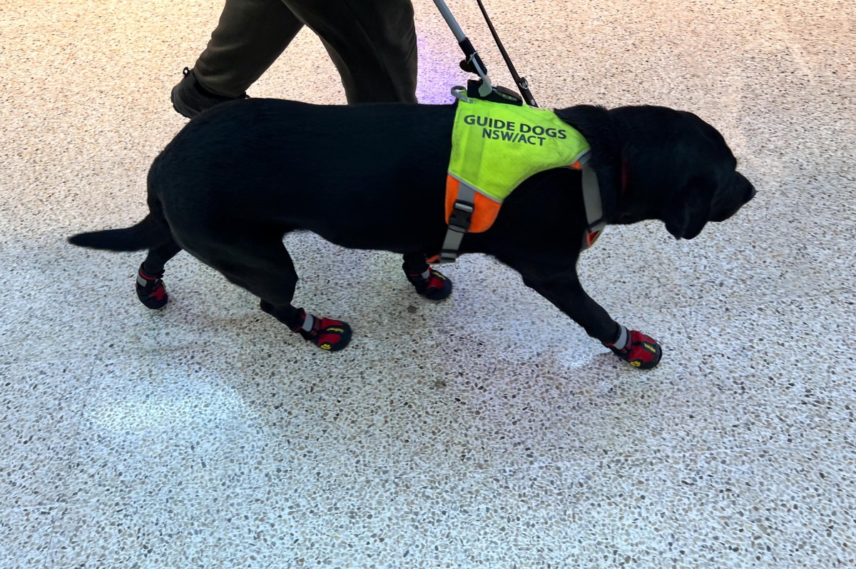Influencer Films Plane Passengers’ Shocking Response To Guide Dog on Flight