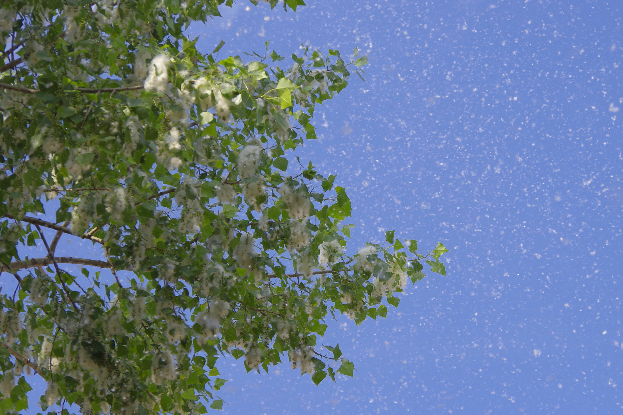 Map Shows Which States Will Have Worst Pollen Counts in 2026