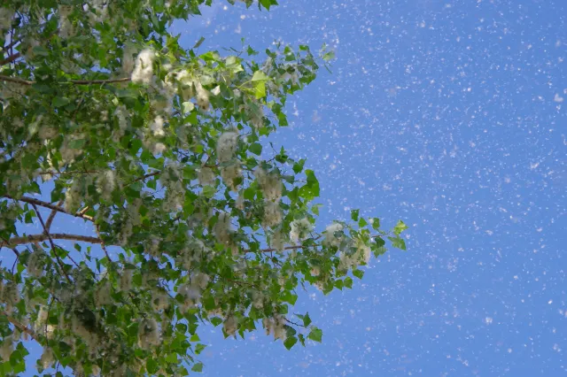 Map Shows Which States Will Have Worst Pollen Counts in 2026 - Newsweek