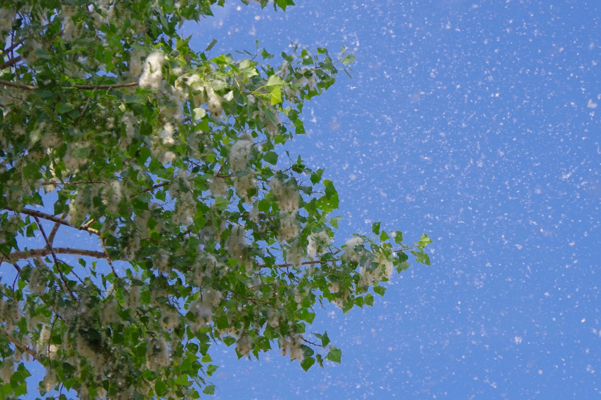 Map shows which states will have worst pollen counts in 2026