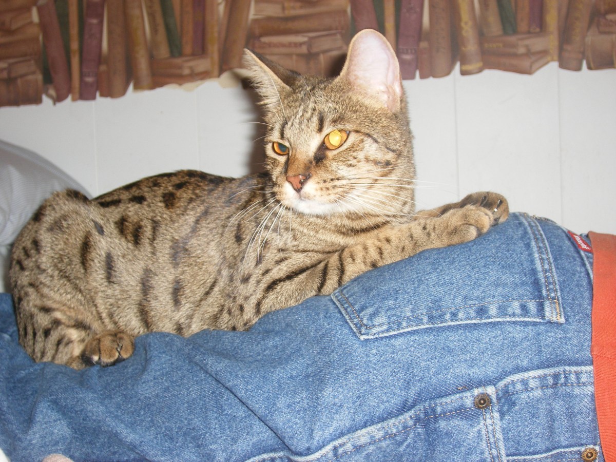 Savannah cat caught taking "sibling rivalry too far"—viewers in hysterics