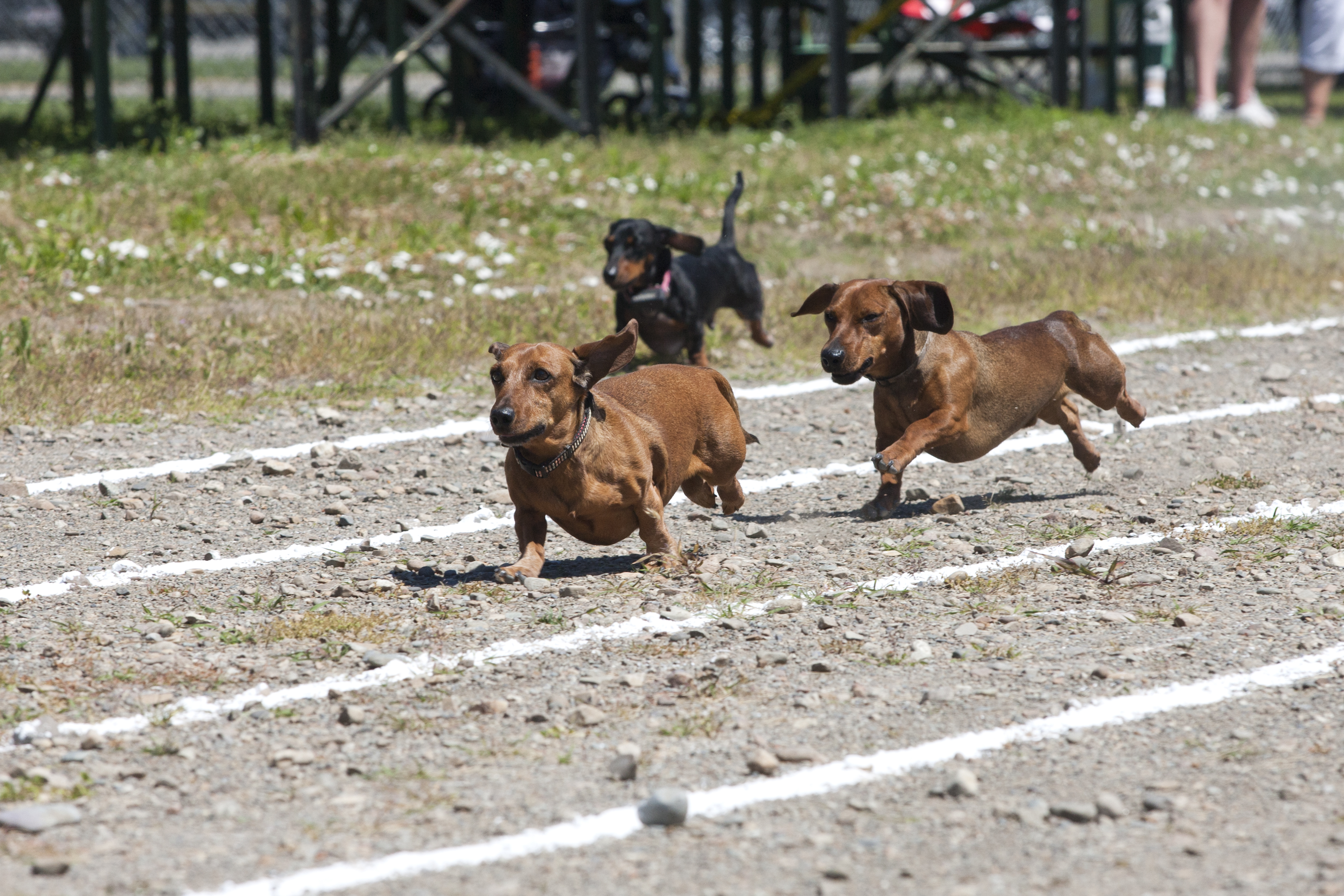 ダックスフンド置物　Running sausage christina uk Hysterics at What Sausage Dog Does During Dachshund Race