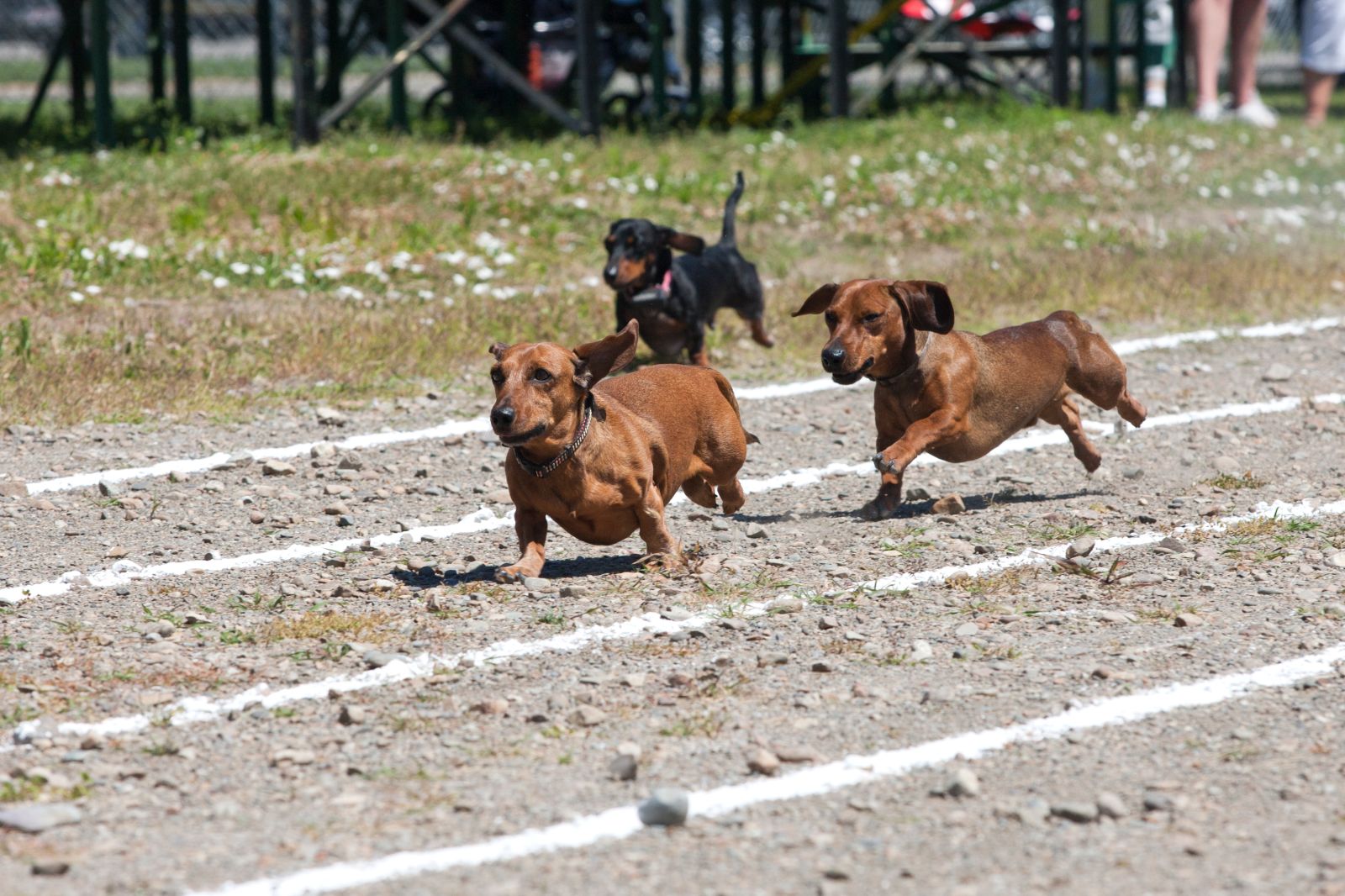 Hysterics at What Sausage Dog Does During Dachshund Race 