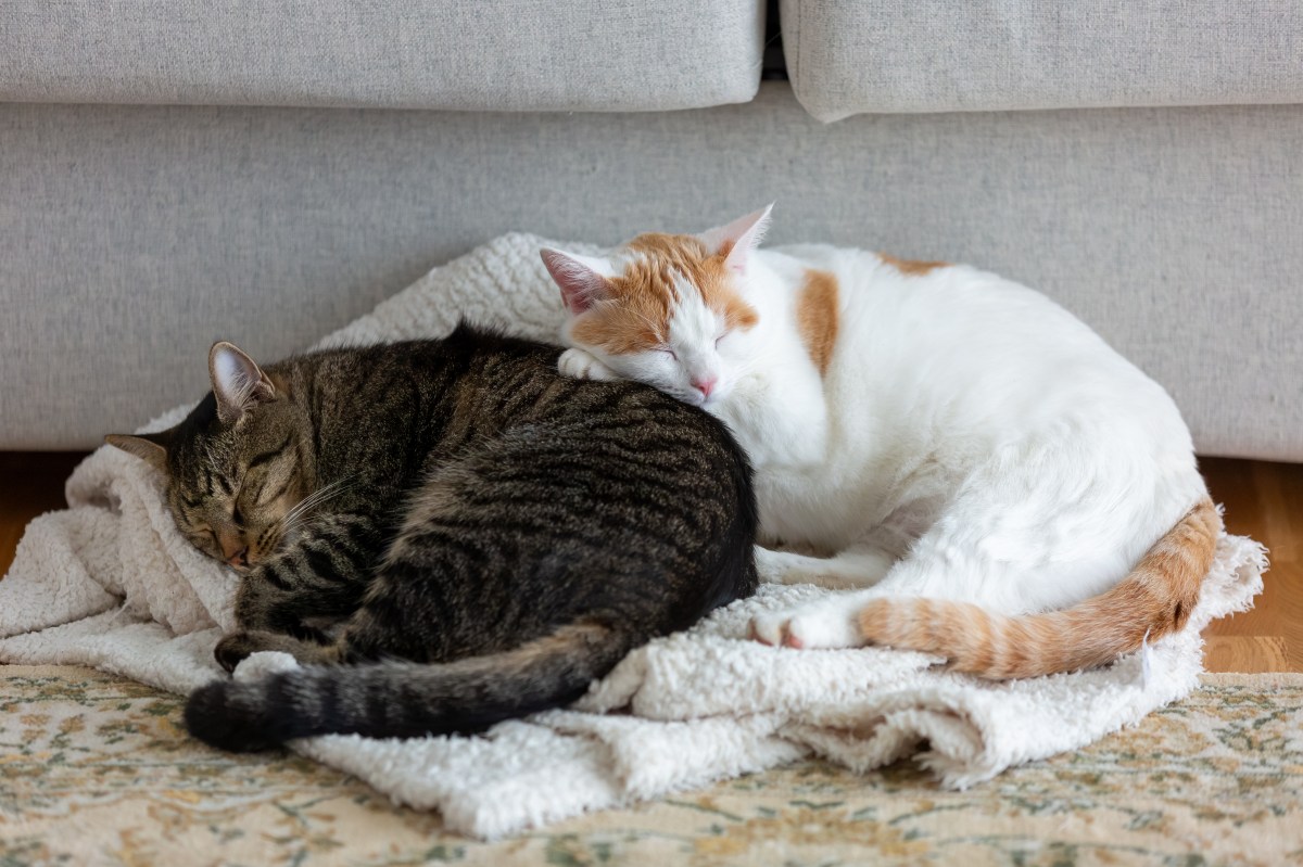 Cat Has Brother Who ‘Hates To Be Touched’ but One Paw Always Finds a Way