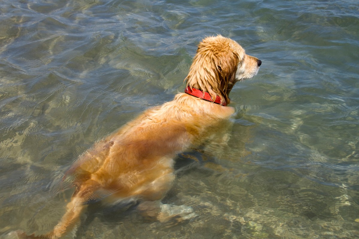 Golden Retriever&rsquo;s Morning Routine Leaves Internet Obsessed: &lsquo;My Dream&rsquo;