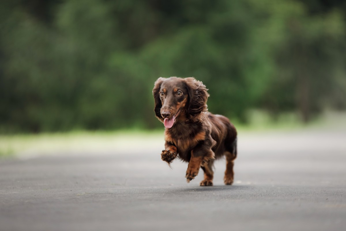 Hysterics at What Mini Dachshund Does After Getting Tired on Walks
