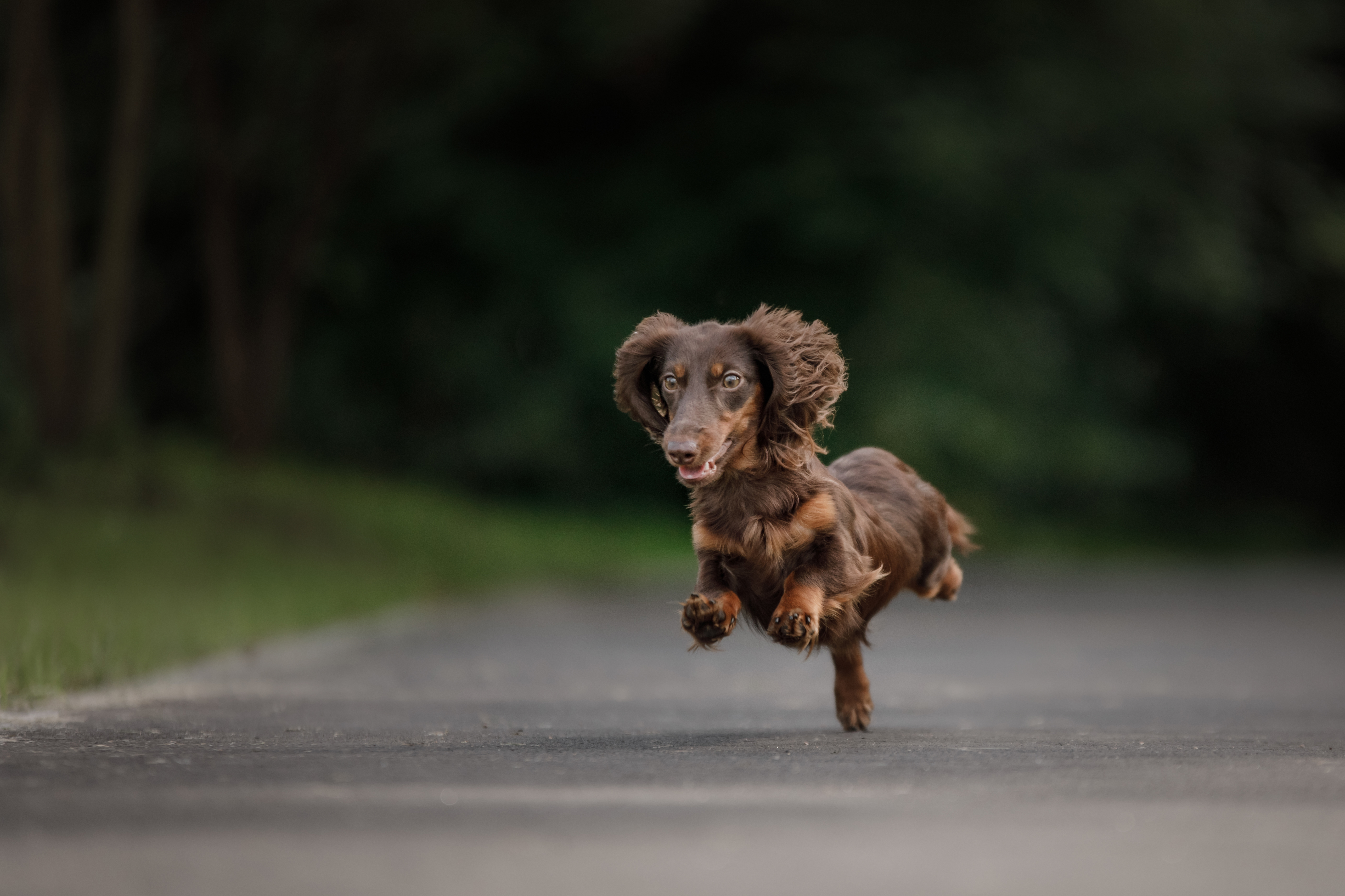 Dachshund Puppy Sees Gull Again on Walk—Still Doesn’t Learn His ‘Lesson'