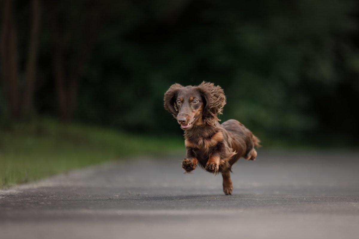 Dachshund Puppy Sees Gull Again on Walk—Still Doesn’t Learn His ‘Lesson'