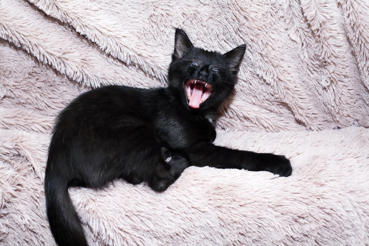 Owner Adopts ‘The Most Annoying Baby' at Shelter—Internet Obsessed
