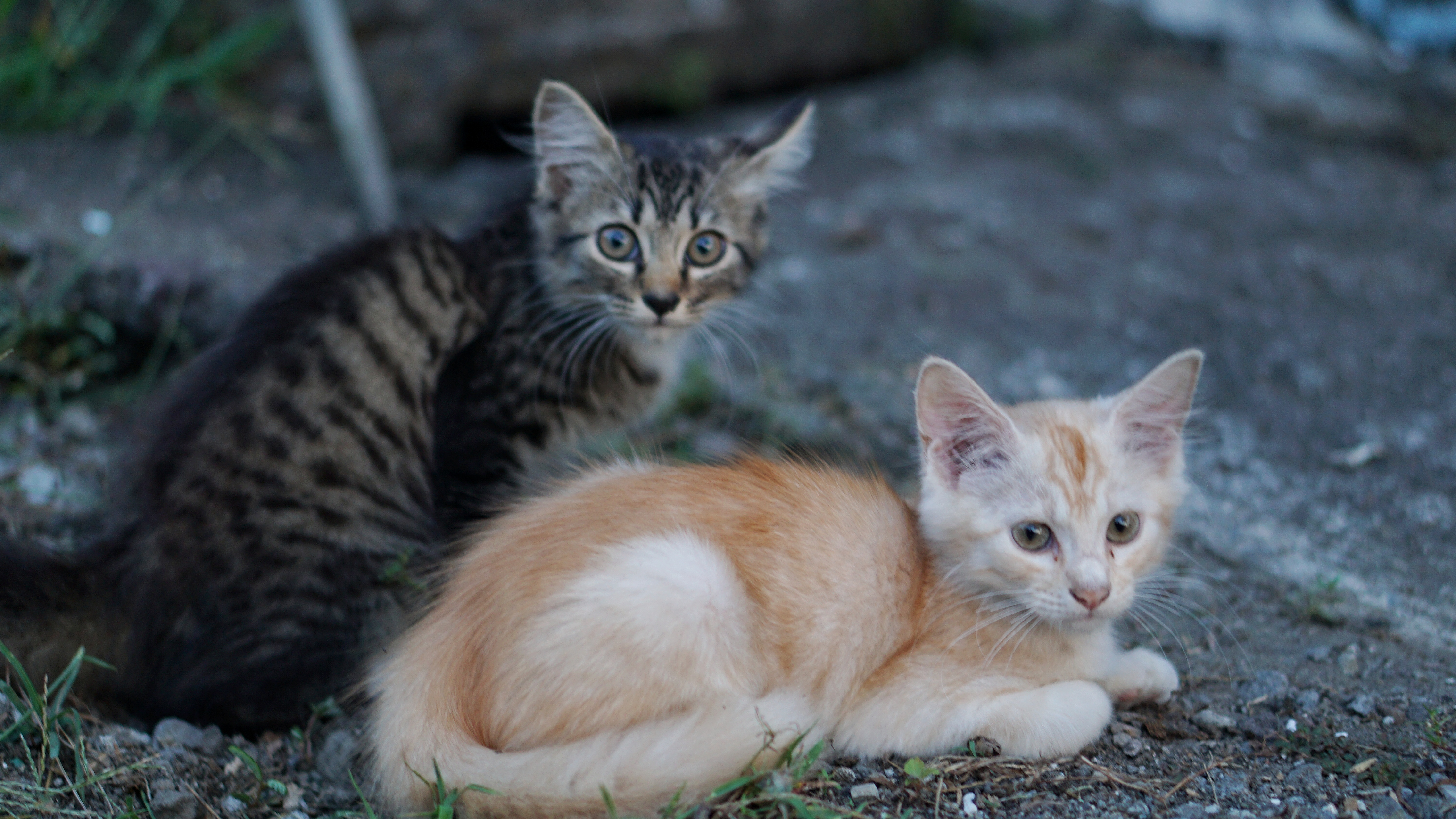 Woman Feeds Stray Cat, Then She Brings Back the Cutest Surprise