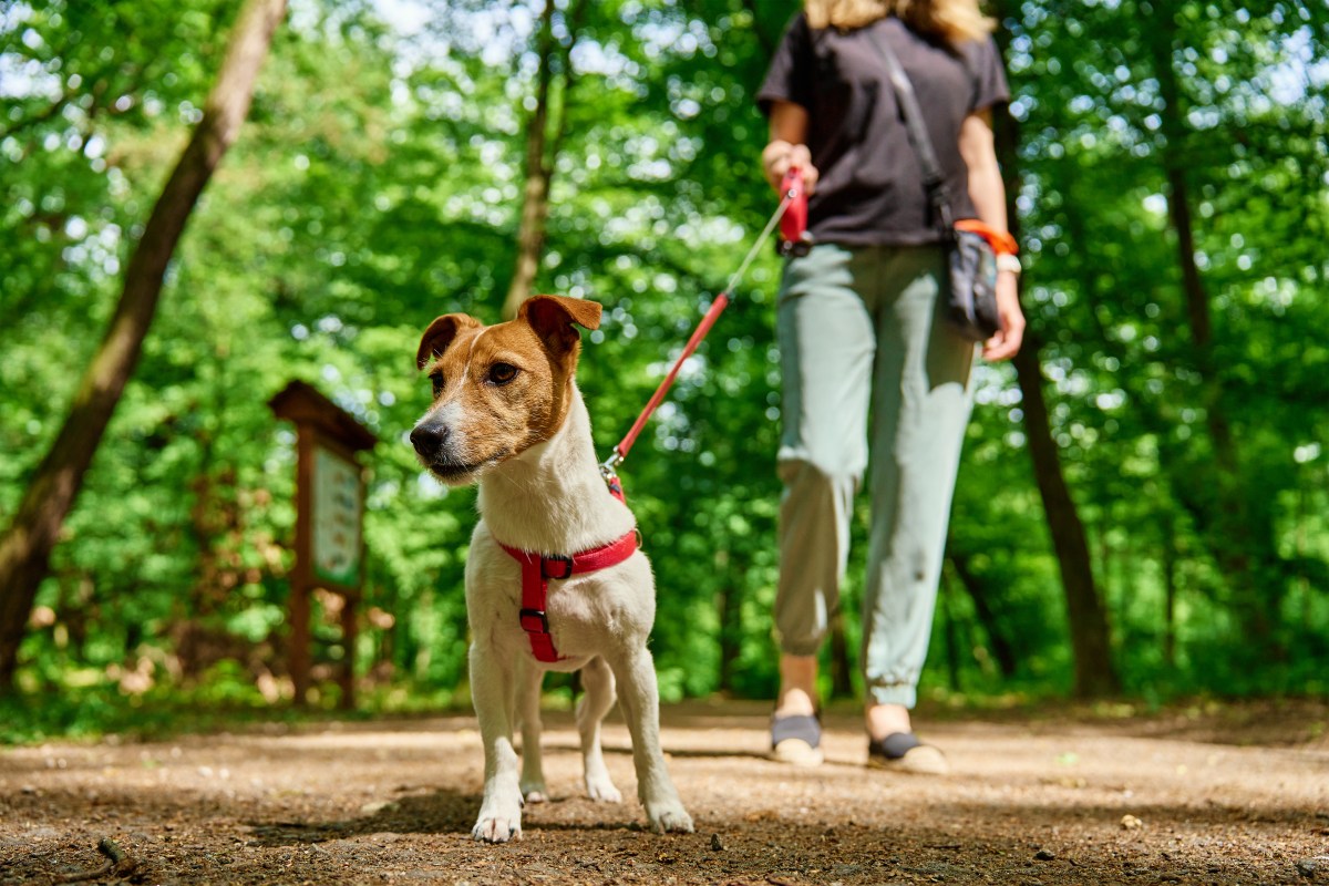 Vets reveal how long your dog’s walk should be—based on their age
