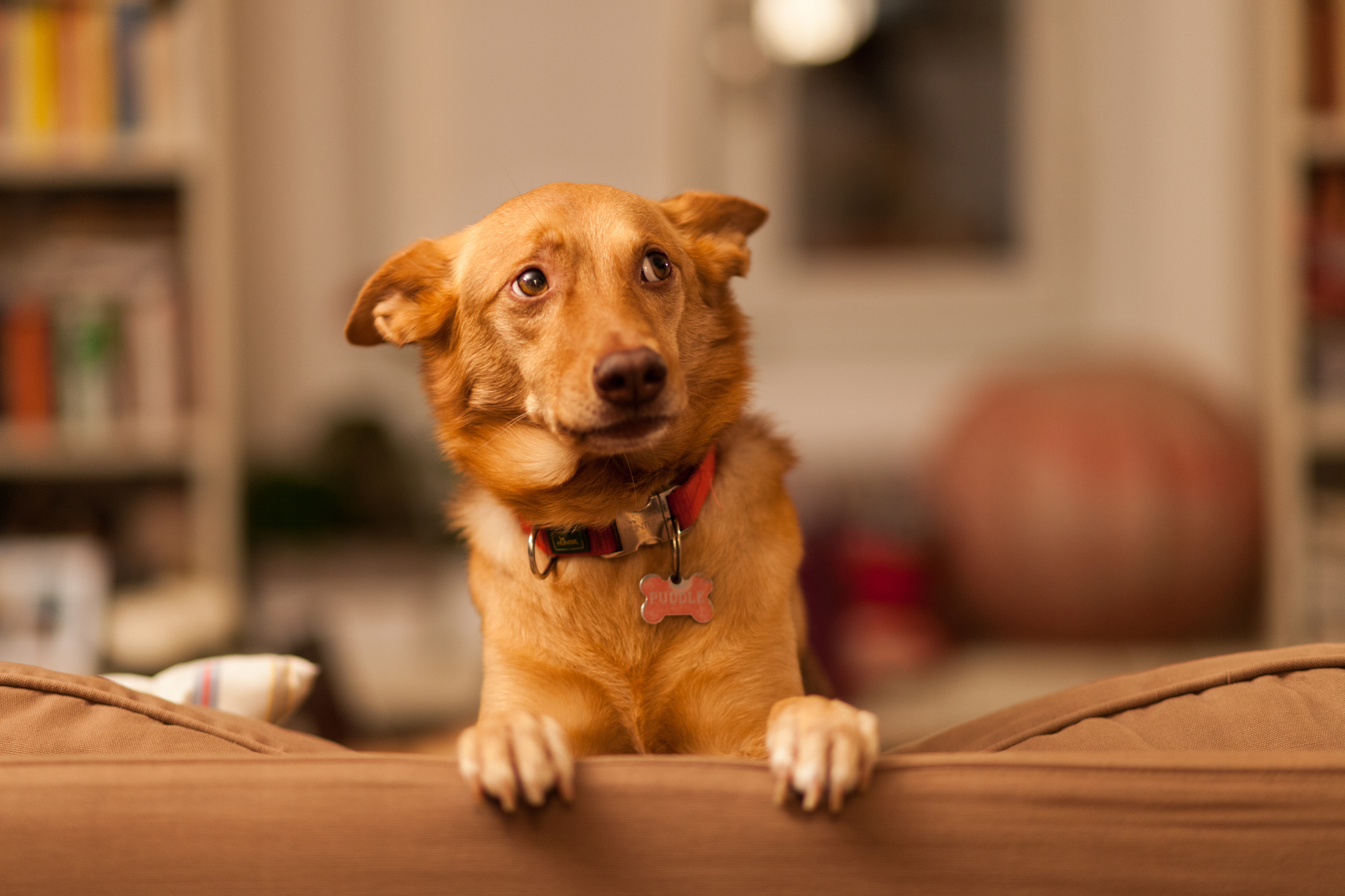 Trainer Reveals the Number 1 Noise Trigger for Dogs—and It's Not