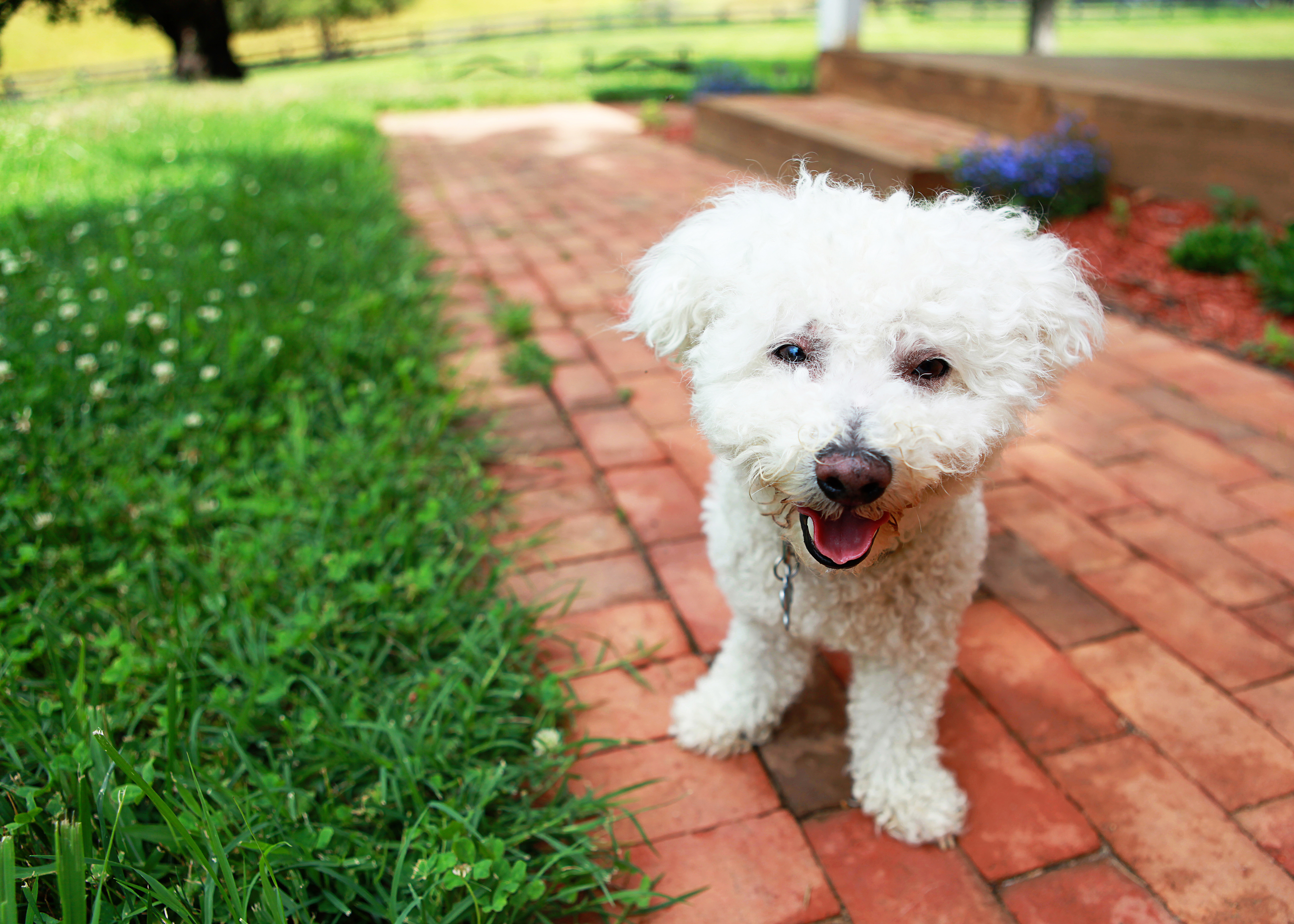 Dog Sees New Backyard for the First Time, His Response Does Not Disappoint