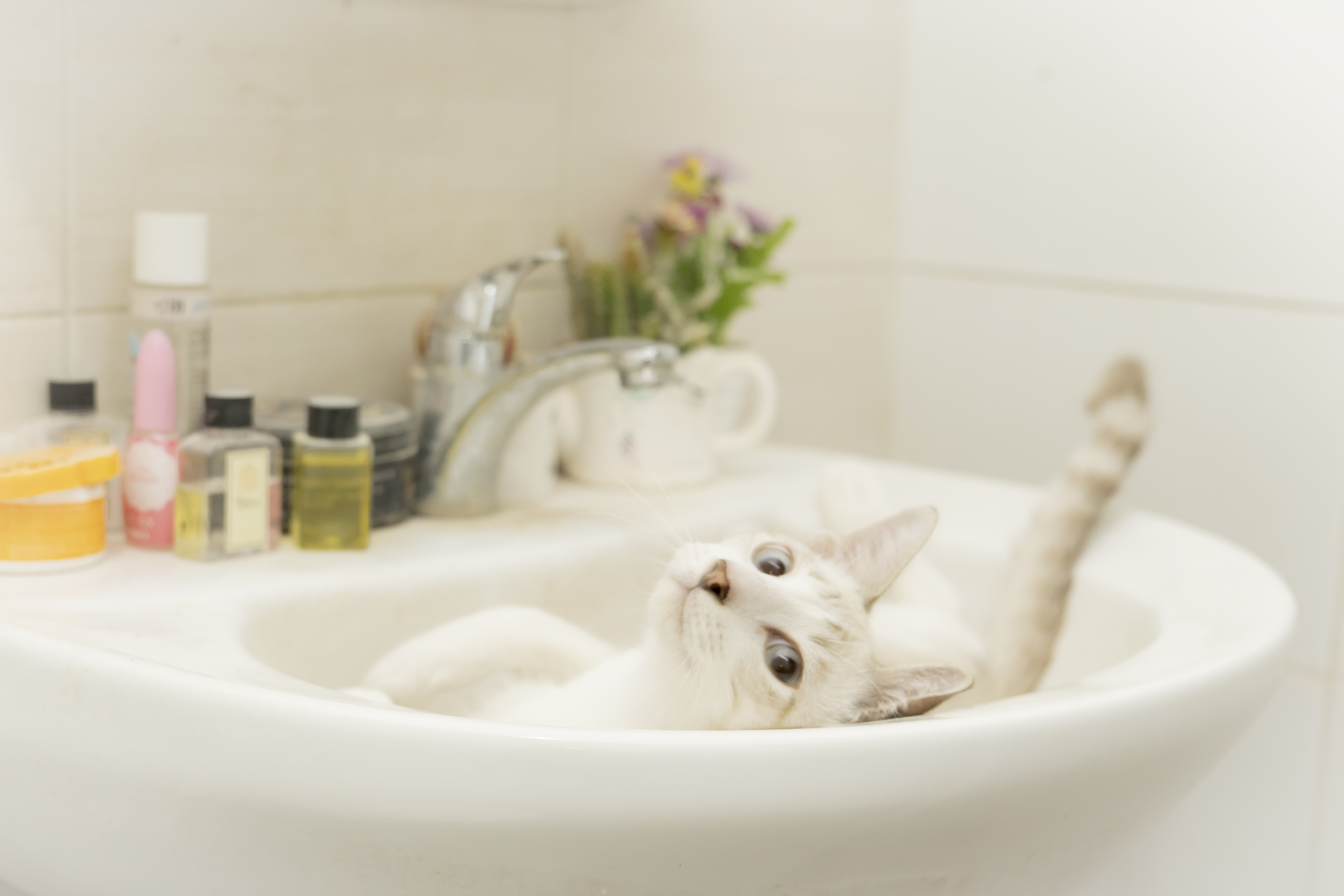 Owner Hears Shower Running—Catches Cat Red-Handed