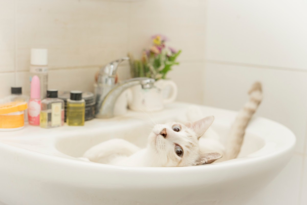 Owner hears shower running—catches cat red-handed