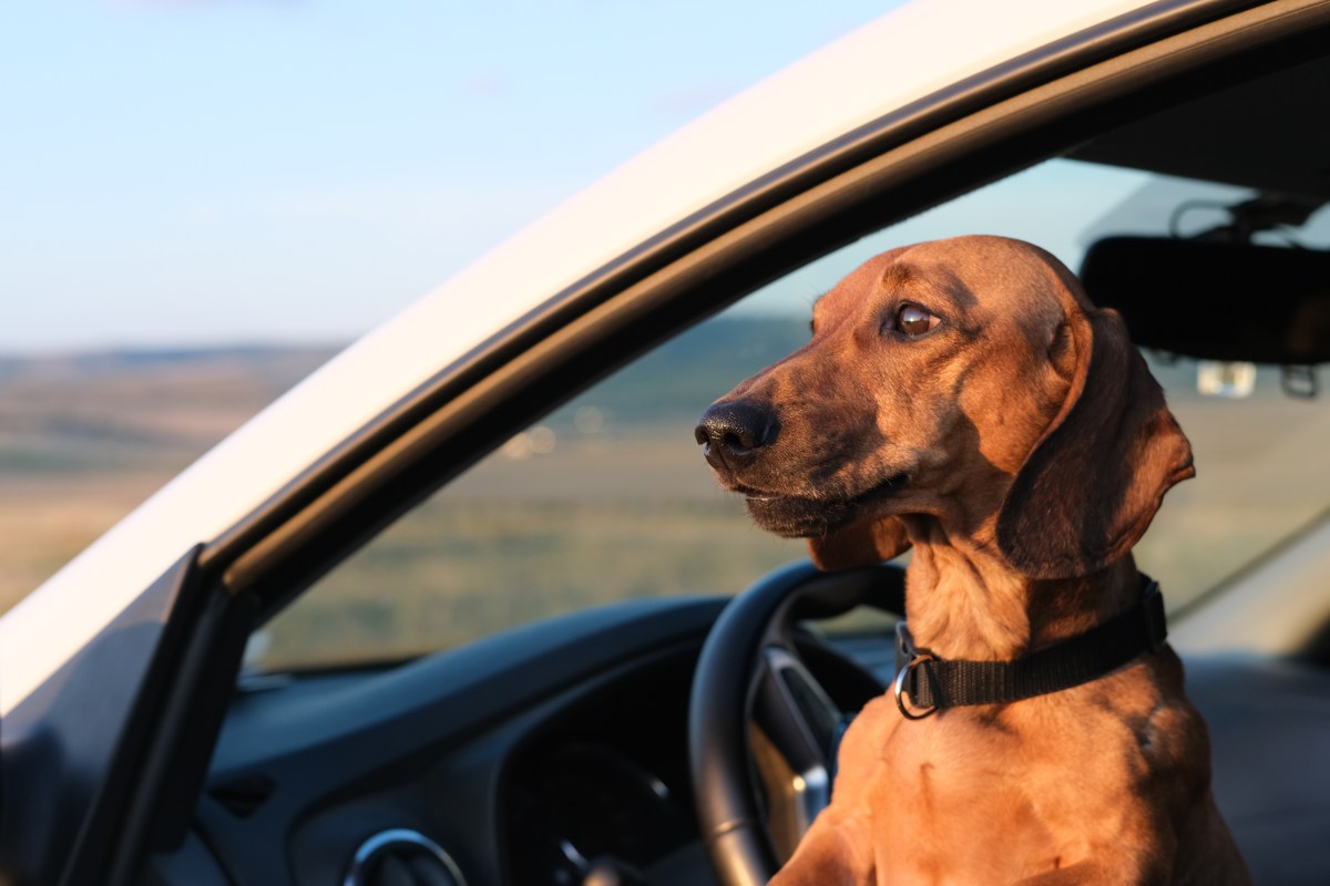 Dachshund Going ‘Meerkat’ Mode When Dad Leaves Car Delights Internet