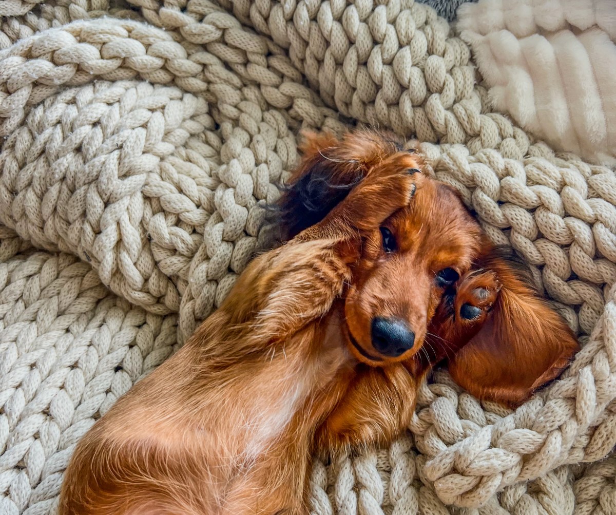 Dachshund With 'No Brain Cells' Goes for Owner's Robe, Result Shocks