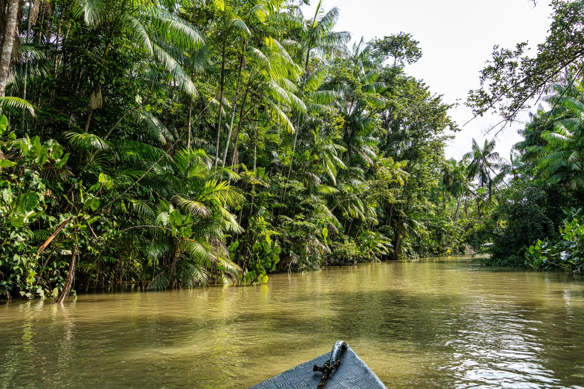 Dad Sure Amazon Canoe Ride With Kids Will Be ‘Fine’—Mom Films What’s Next