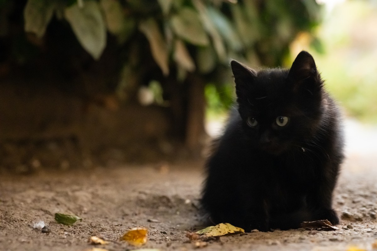 Kitten finds "forever family"—two months later, they call back