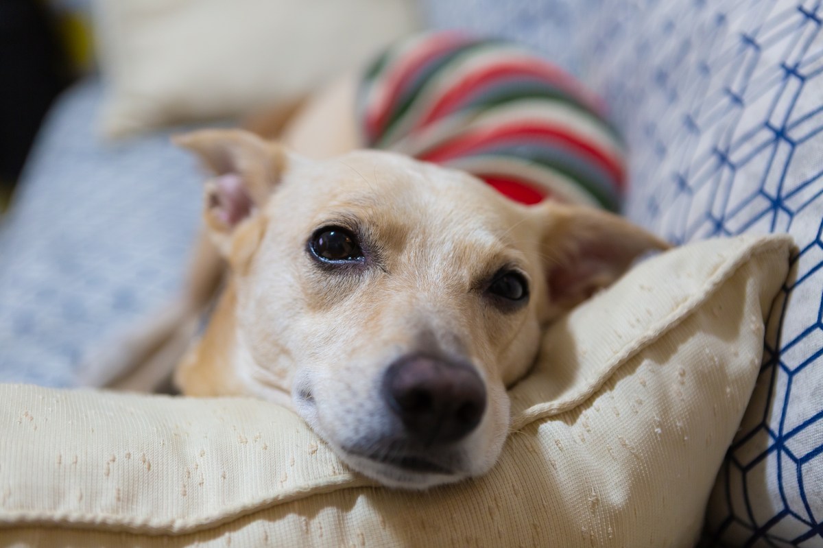 German Shepherd Is Gifted Mom&rsquo;s Pregnancy Pillow, Response Melts Hearts&nbsp;