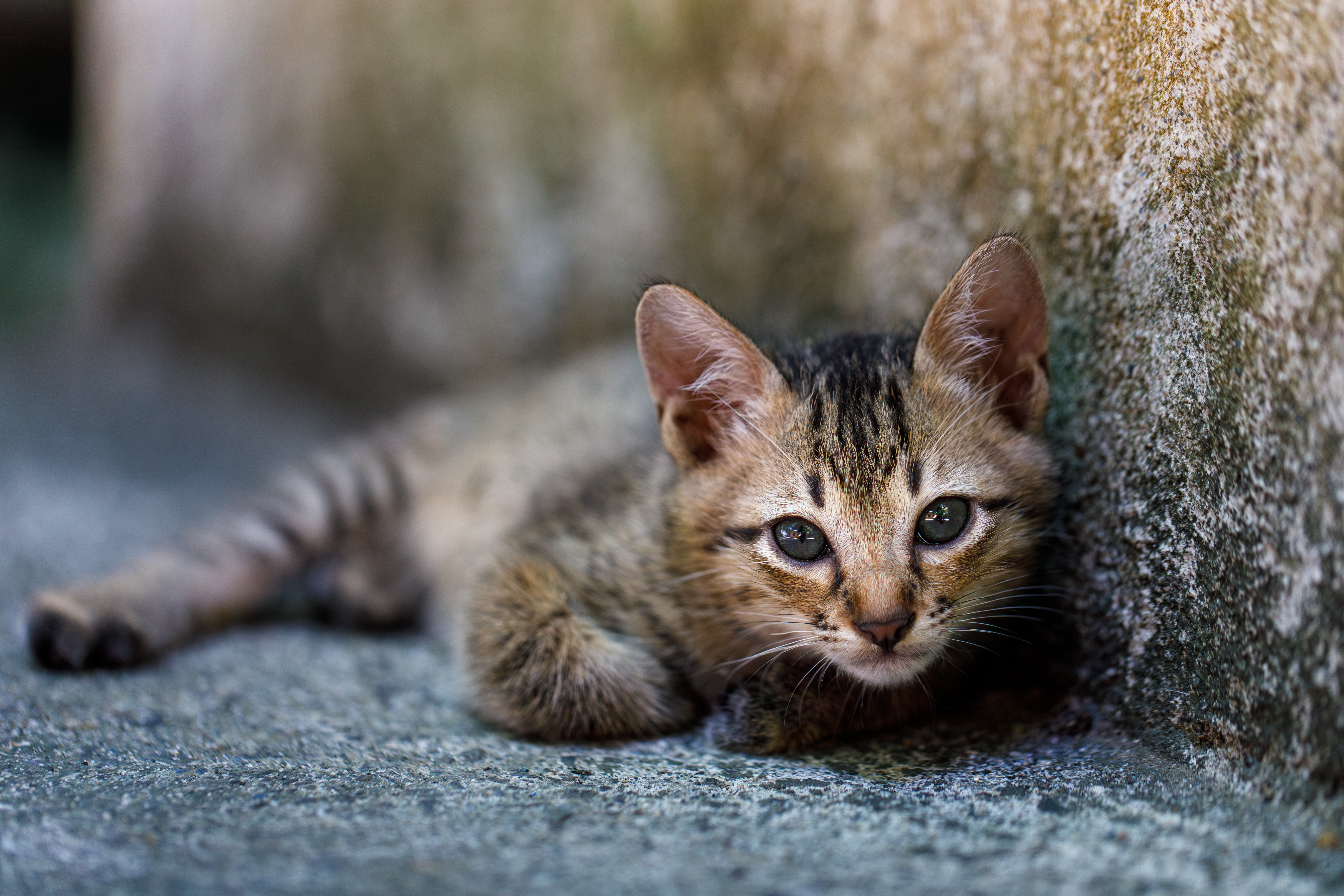 Hearts Melt as Cats Left After Bodega Closed Discover Toys and Catnip