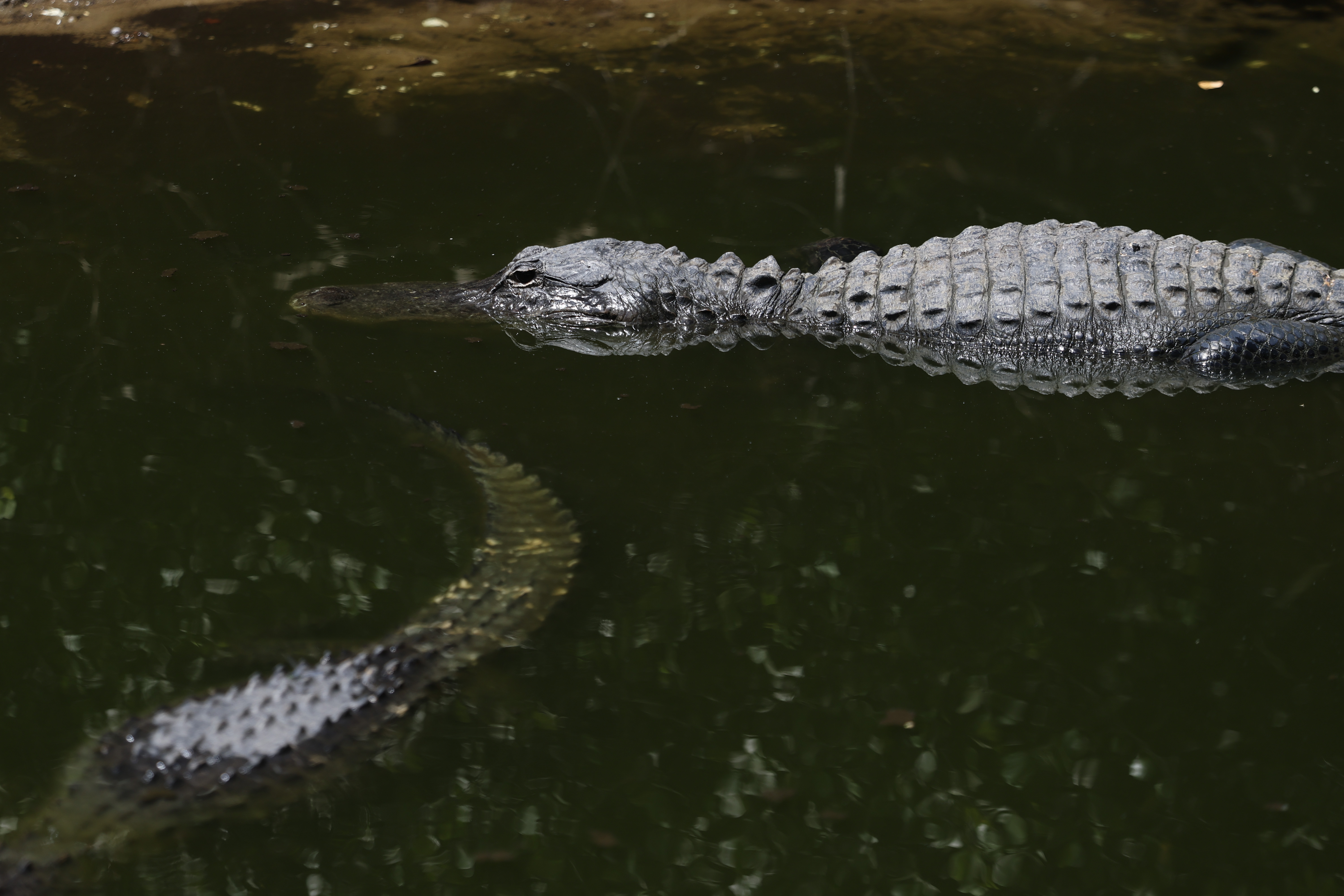 Fact Check: Is Clavicular Being Investigated Over Alligator Shooting Video?